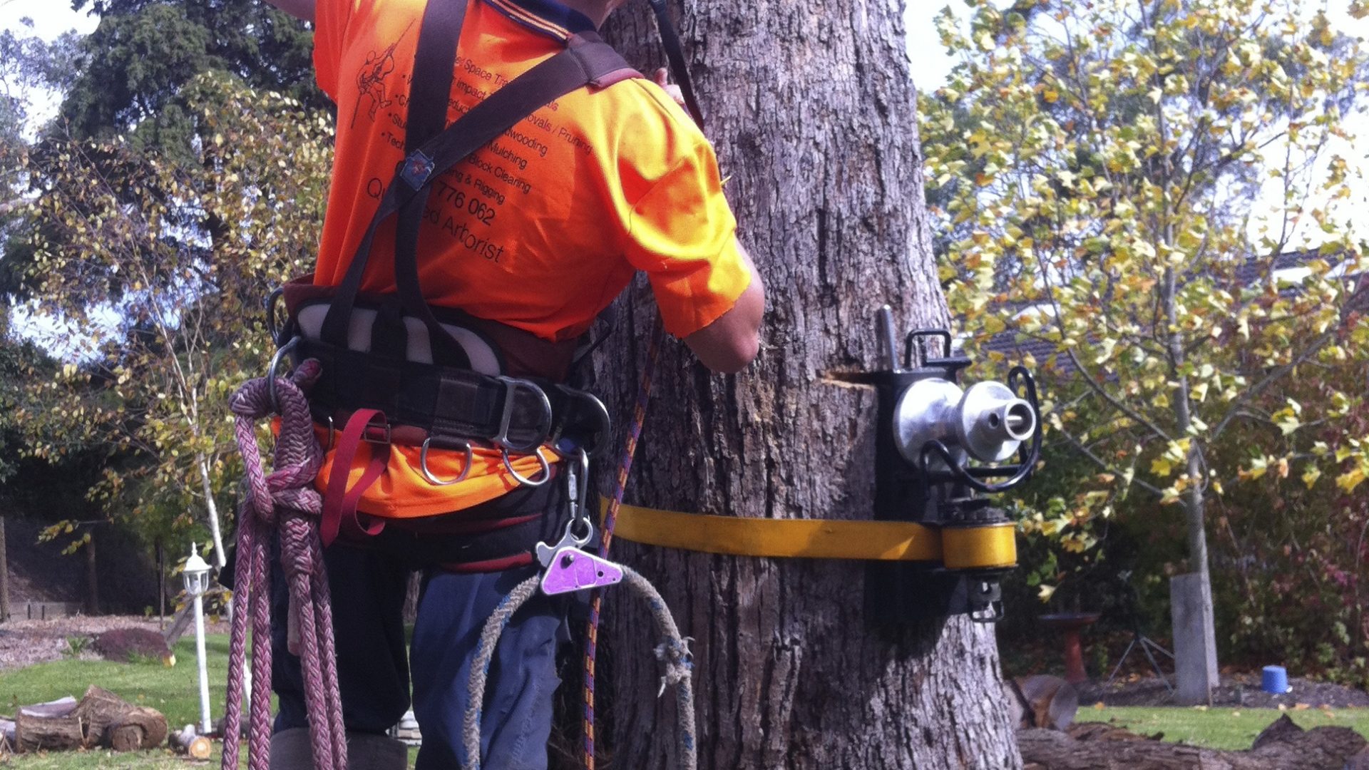 Pruning, Trimming, and Tree Removal Services in Tyabb