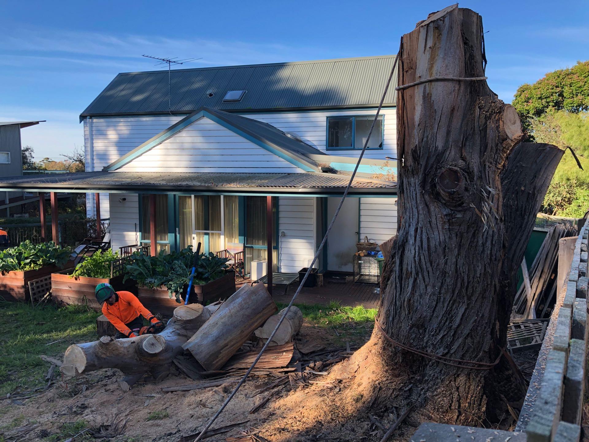 tree removal at local house Mornington