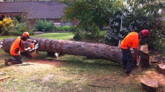 Tree Arborist - Removal - Pruning - Mulching Service Tyabb