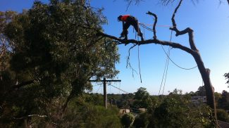 Tree - Removal - Pruning - Felling - Lopping - Arborist - Mt Eliza