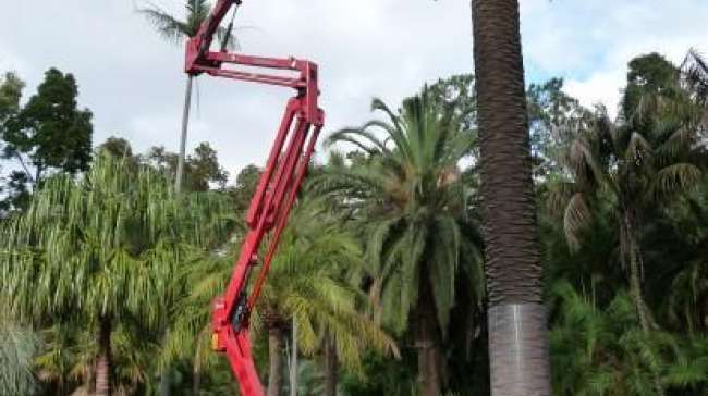 Reach new heights with the 19.65 meter EWP for hire at Cut It Right Tree Service