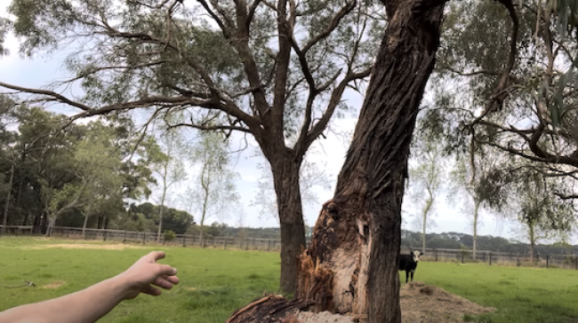 Gum Tree Fail In Red Hill South Due To The Poor Structure. Hazardous Tree Removal Service