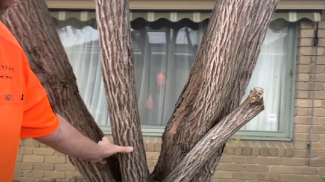 Cracking the Code: A Step-by-Step Guide on How to Measure a Tree for Frankston Shire City Council