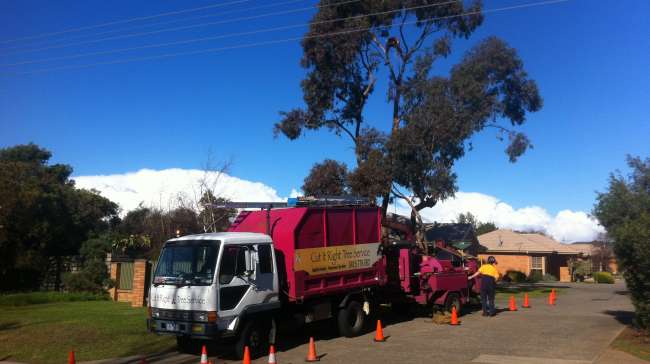 The Importance of Professional Arborist Tree Removal & Pruning Services in Frankston South