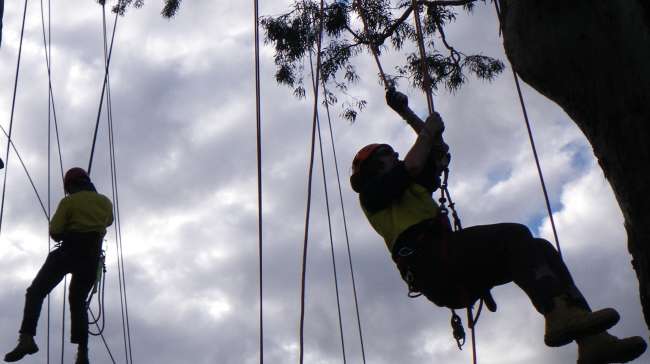 Cutting Above the Rest: A Premium Tree Removal Service in Mount Eliza by Cut It Right Tree Removal Services