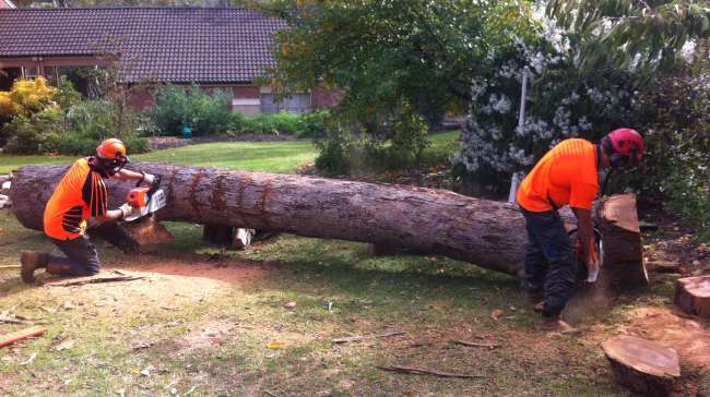 The Importance of Professional Tree Removal Services in Tyabb