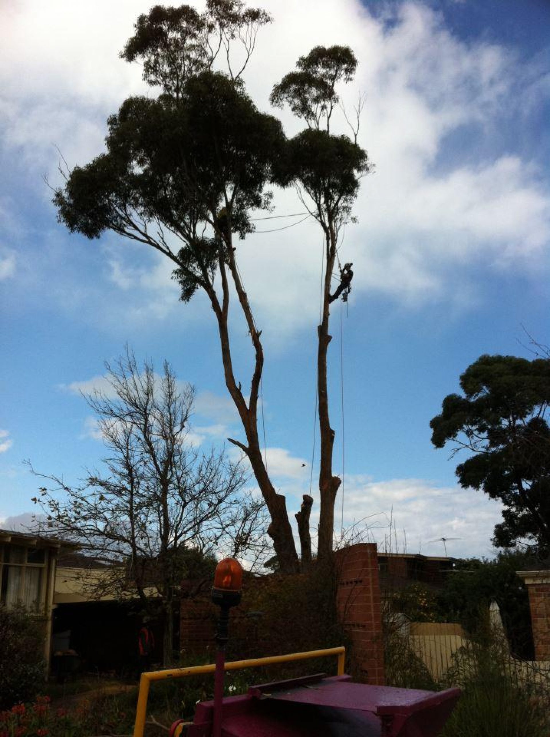 Tree Pruning - Trimming - Removal Services Mt Martha