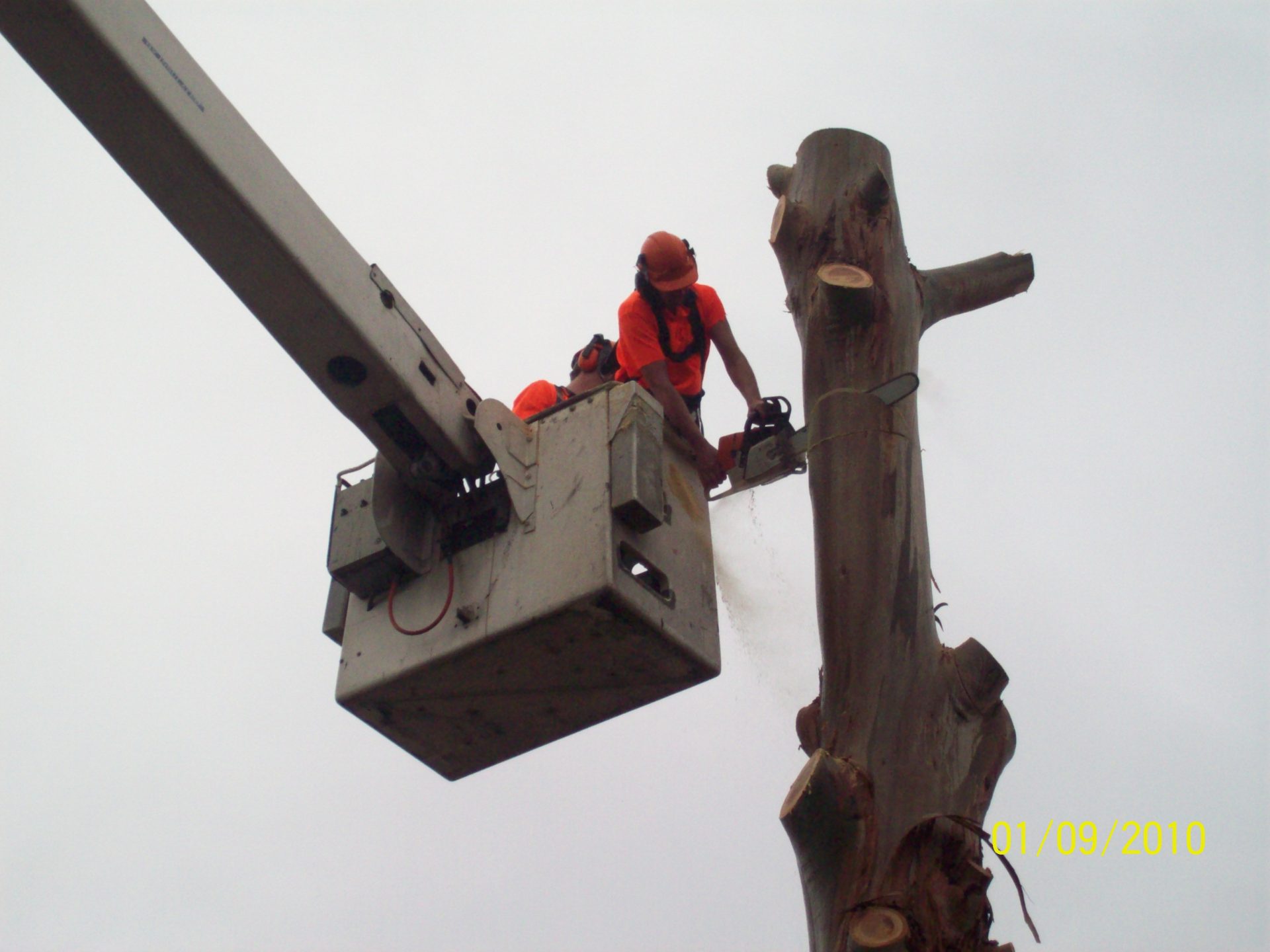 Large Gum Tree Removal Rosebud