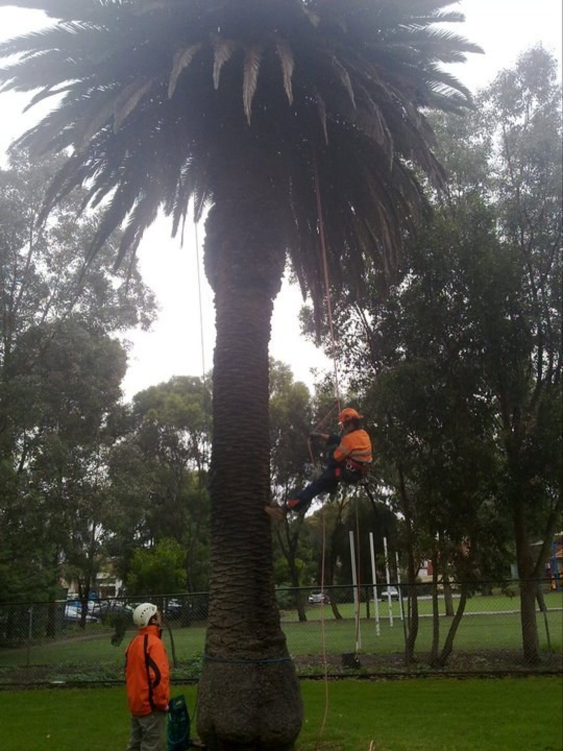 Tree Removal - Felling - Pruning - Tree Care Seaford