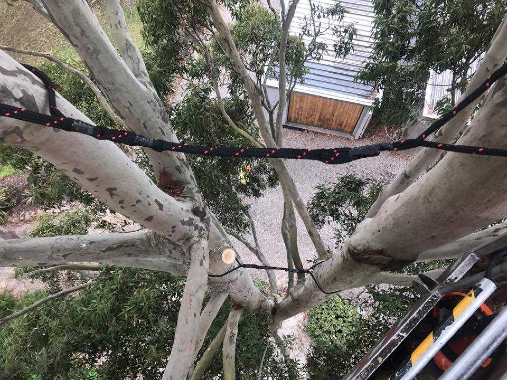 tree removal service - 19105708 1673057532721698 5331468520234578547 n