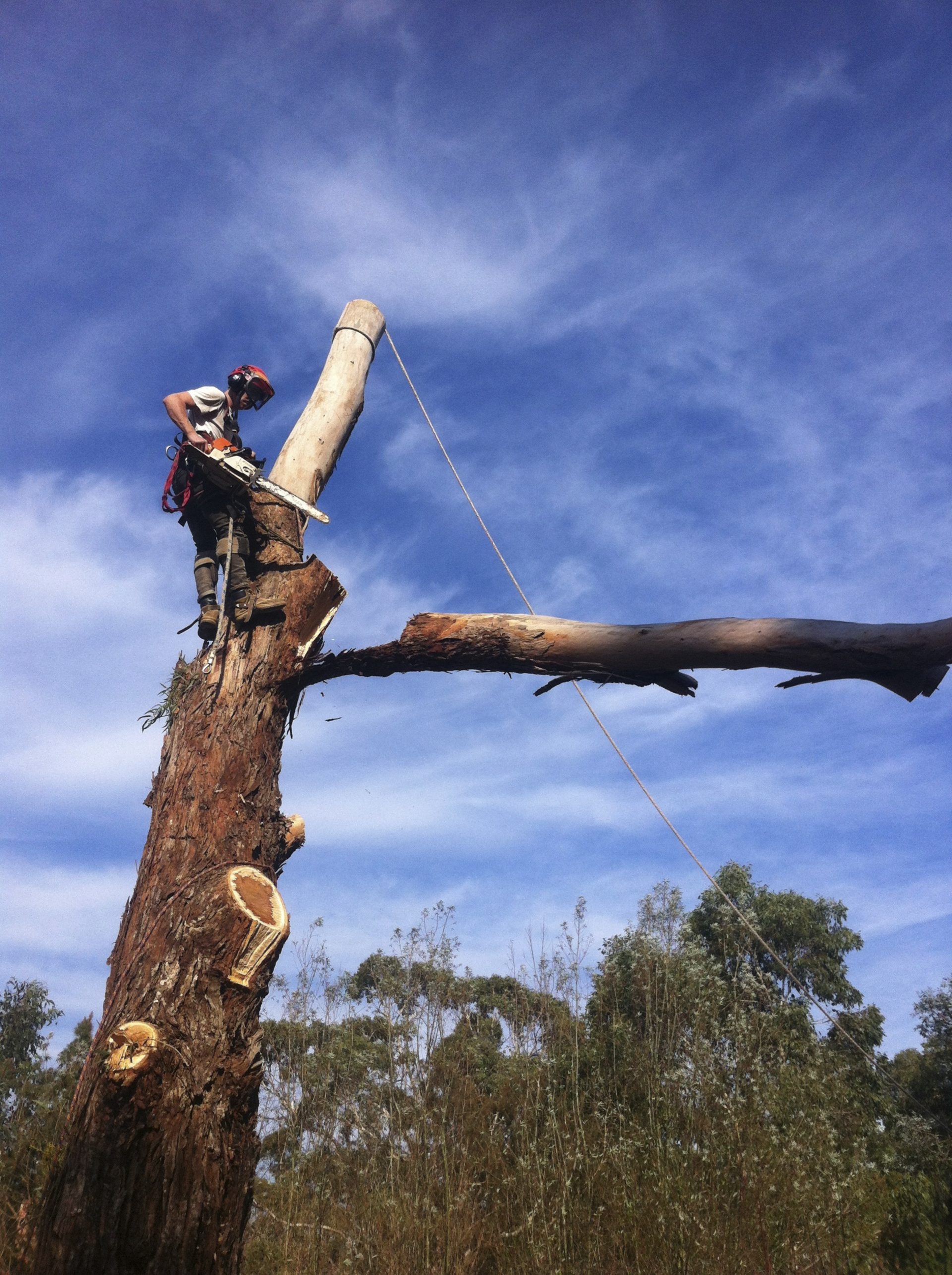 EDITHVALE TREE SERVICES include Pruning, Trimming, Removal and Felling