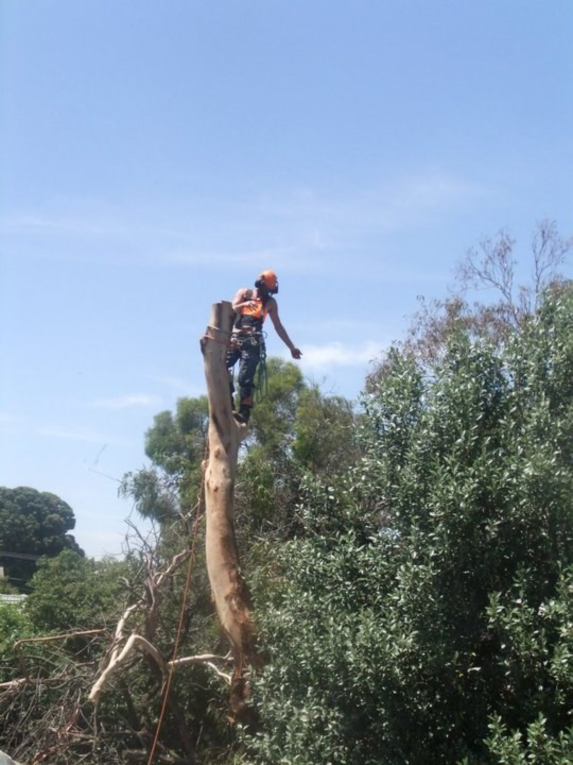 Mount Eliza Tree Pruning - Lopping - Removal