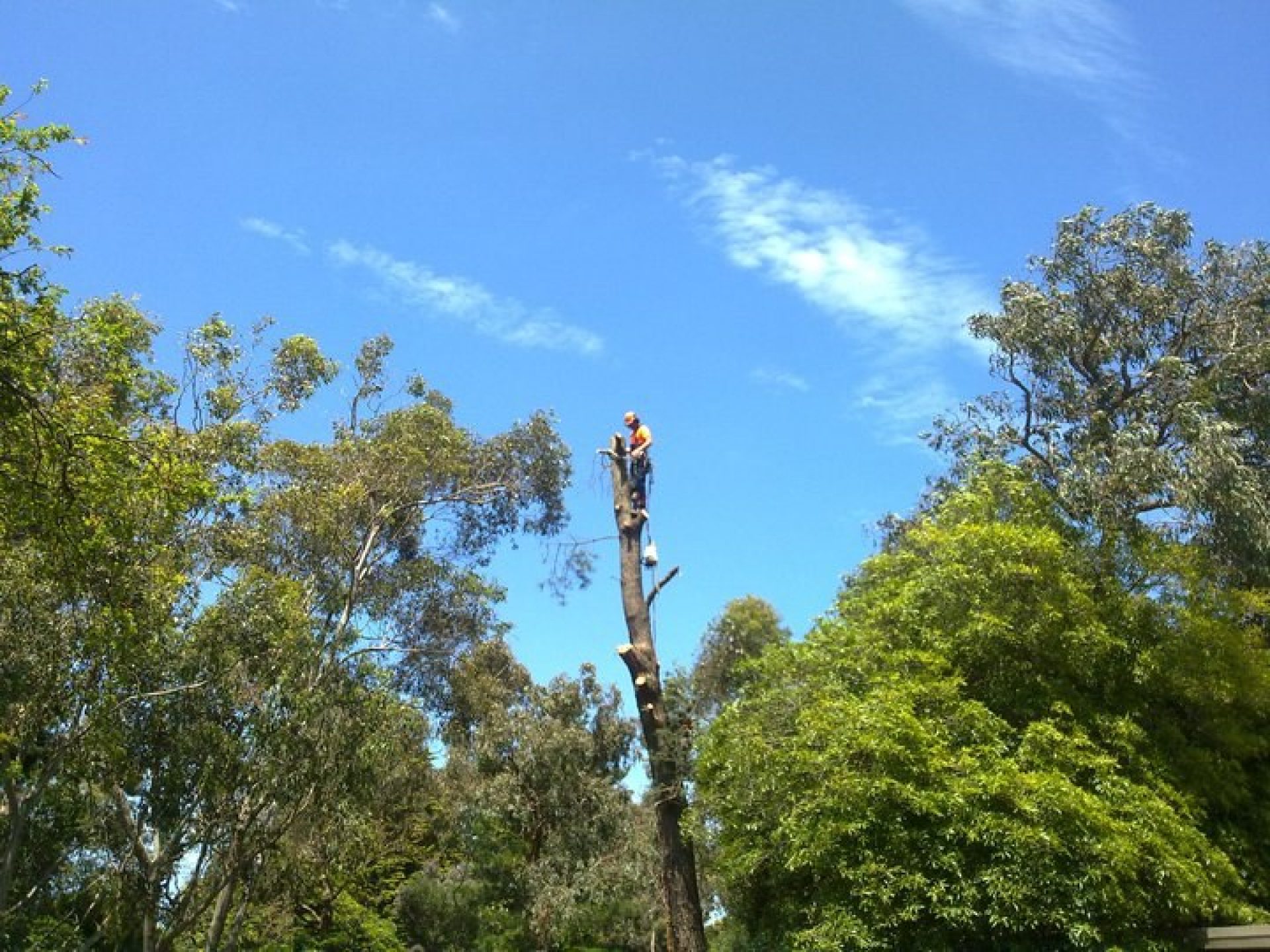 Baxter Tree Services - Removal - Pruning - Lopping