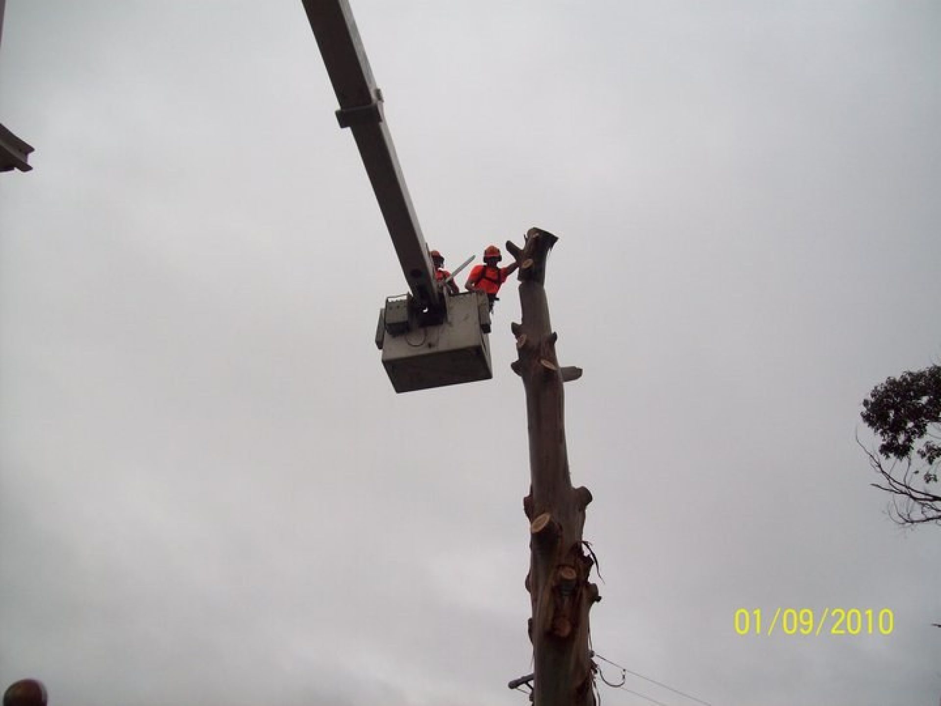 Frankston South Tree - Pruning - Lopping - Trimming - Removal Services