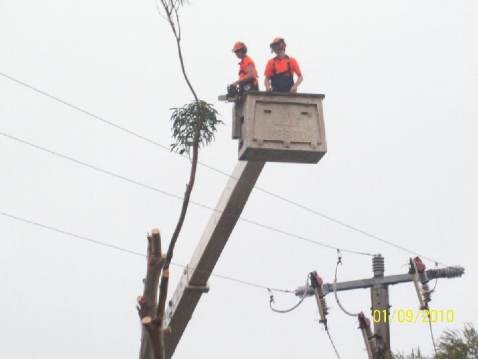 tree removal service - powerline clearance