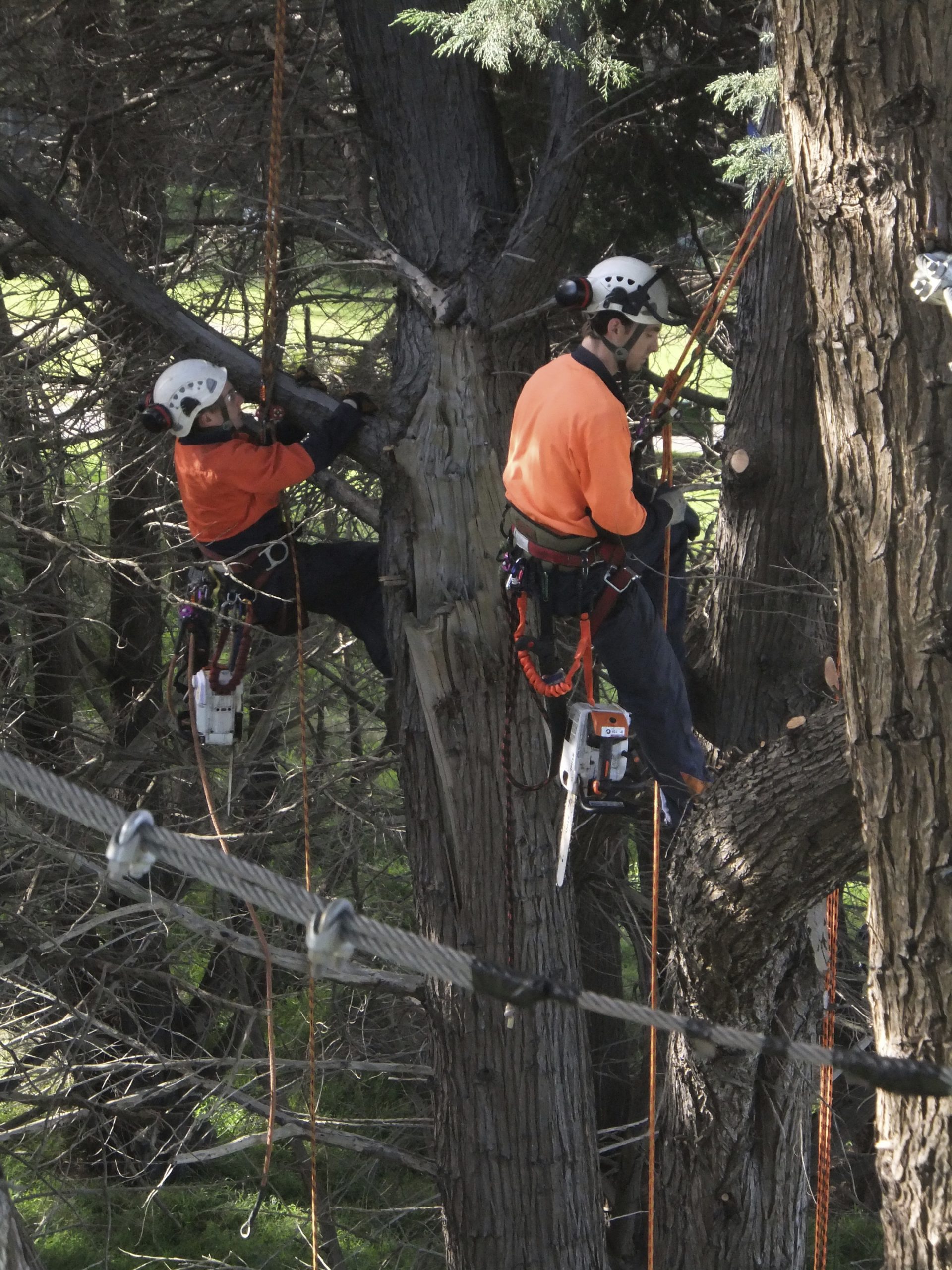Cranbourne Tree Lopping -Removal - Pruning - Mulching