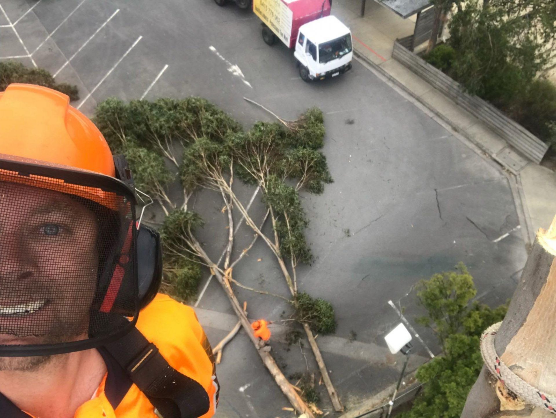Why should you hire a professional for tree care company for tree removal or pruning.