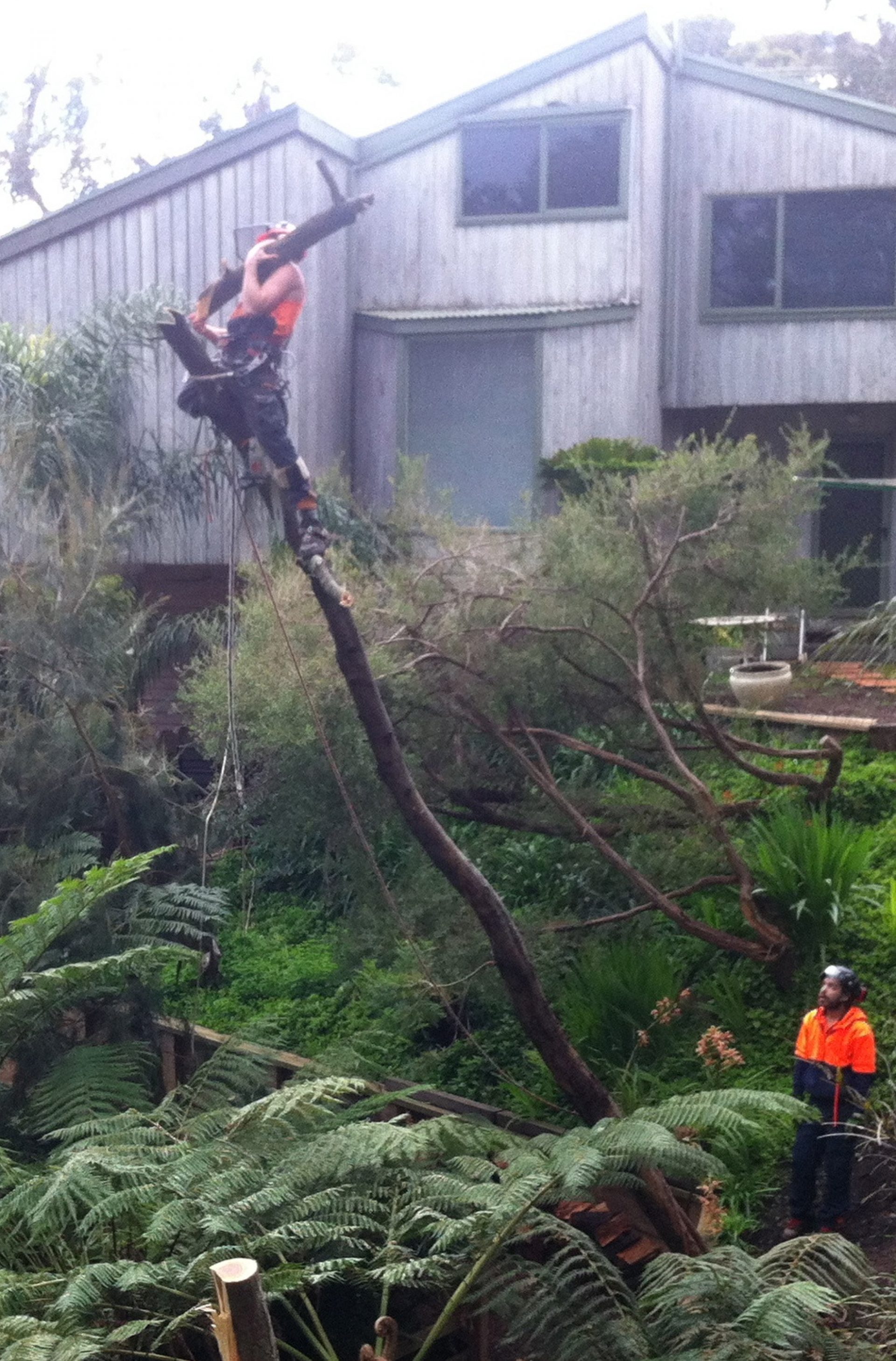 Tree Removal And Lopping In Mornington
