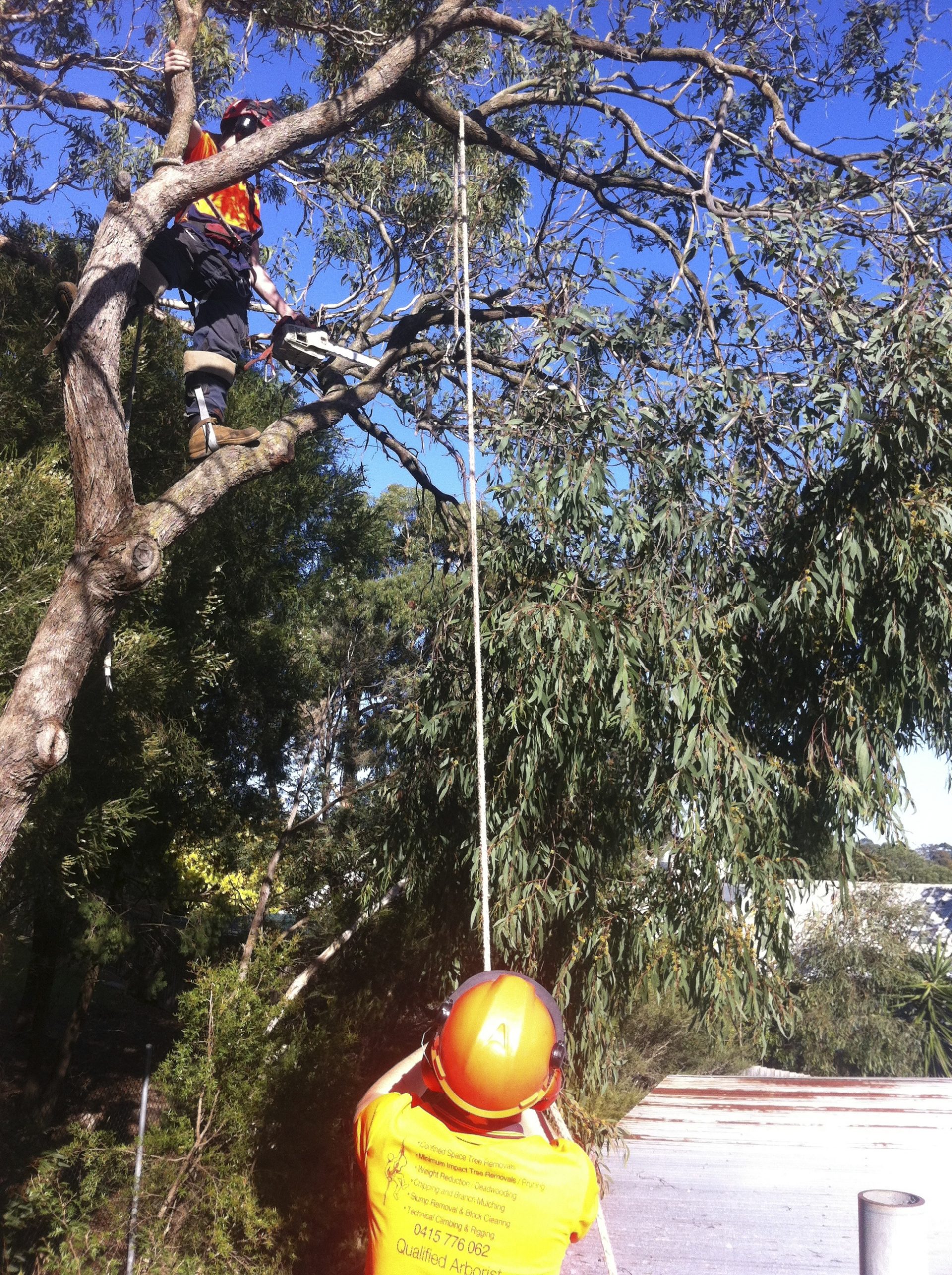 Tree Services Mornington Peninsula - Removal - Pruning