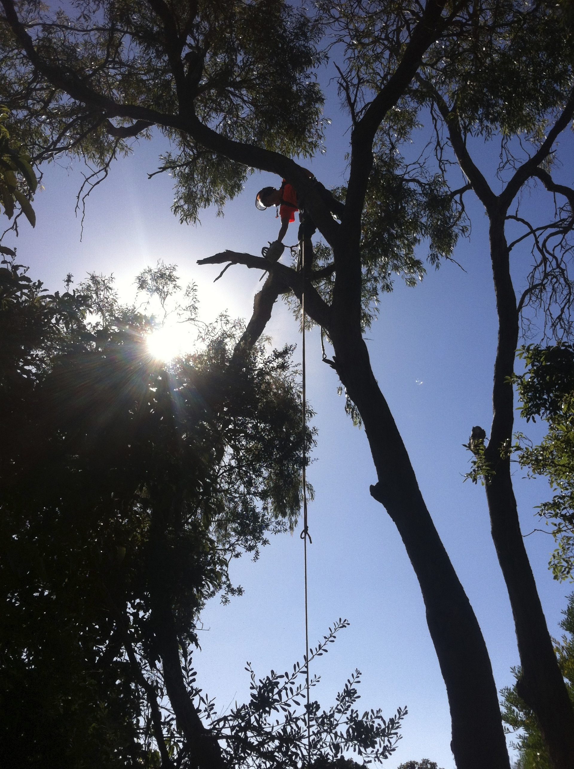 Tree Works in Frankston - Removal - Pruning - Care