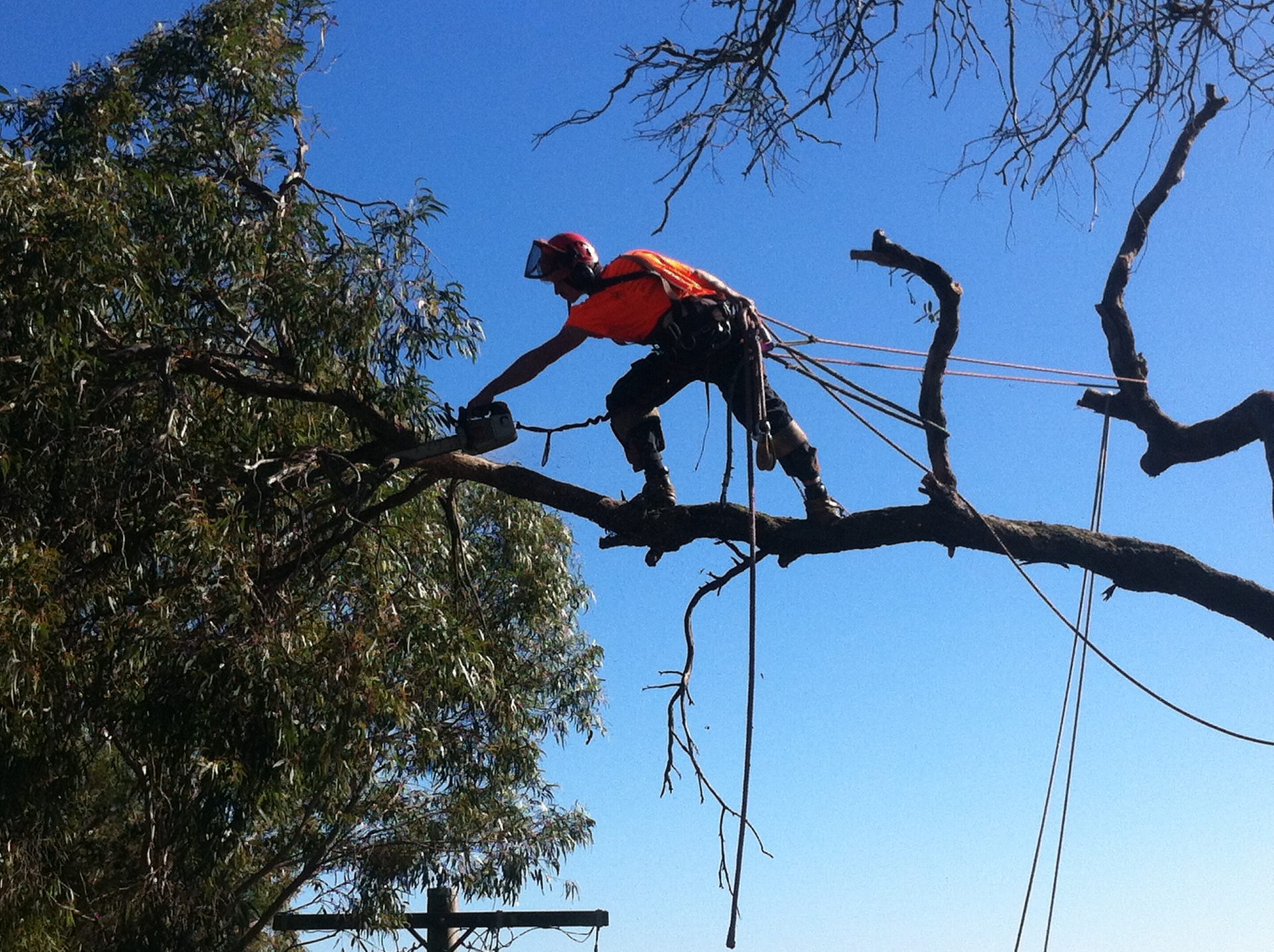 Tree Removal Services Cranbourne - Pruning - Lopping