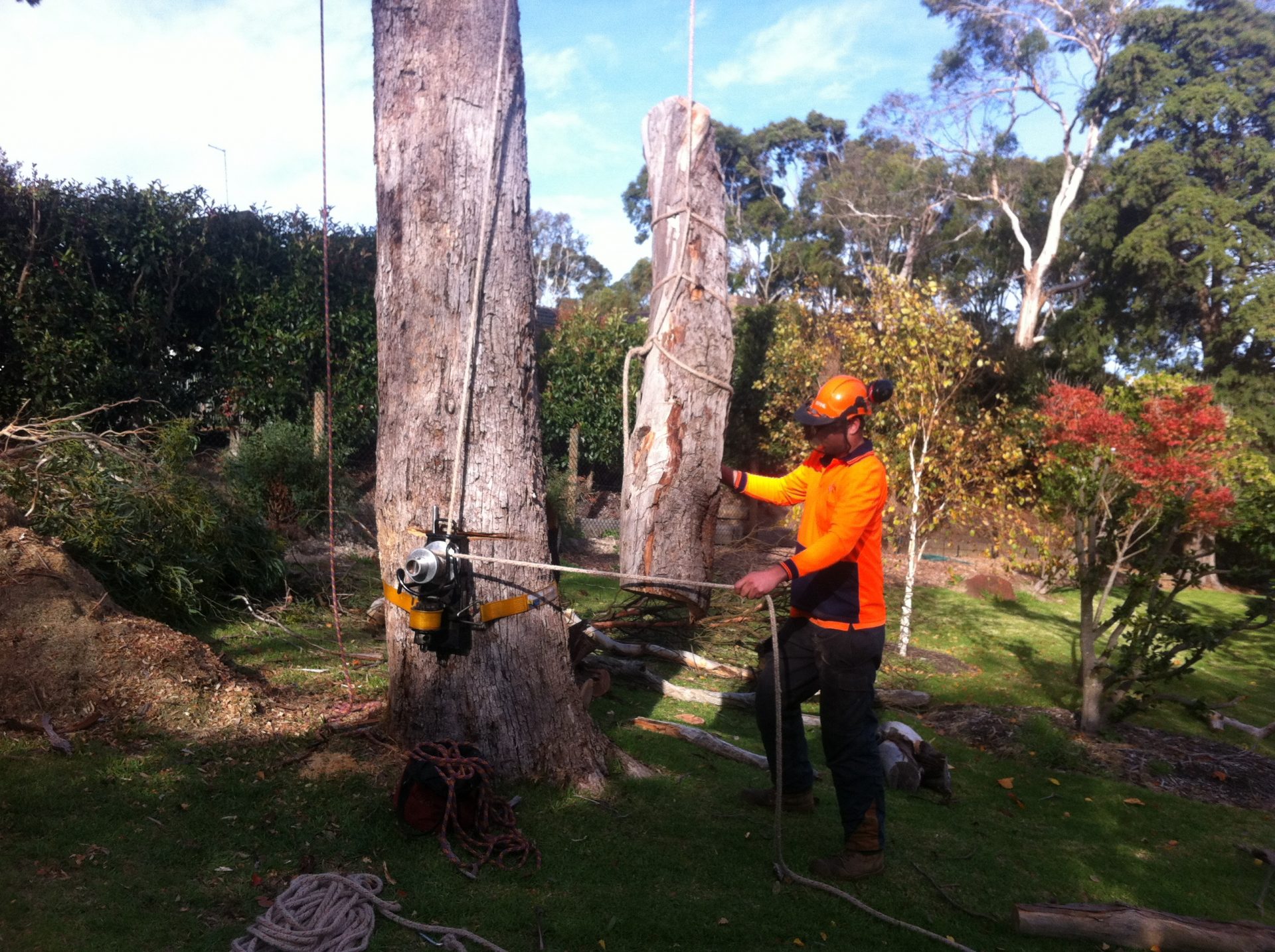 Large Gum Tree Removal in Frankston South