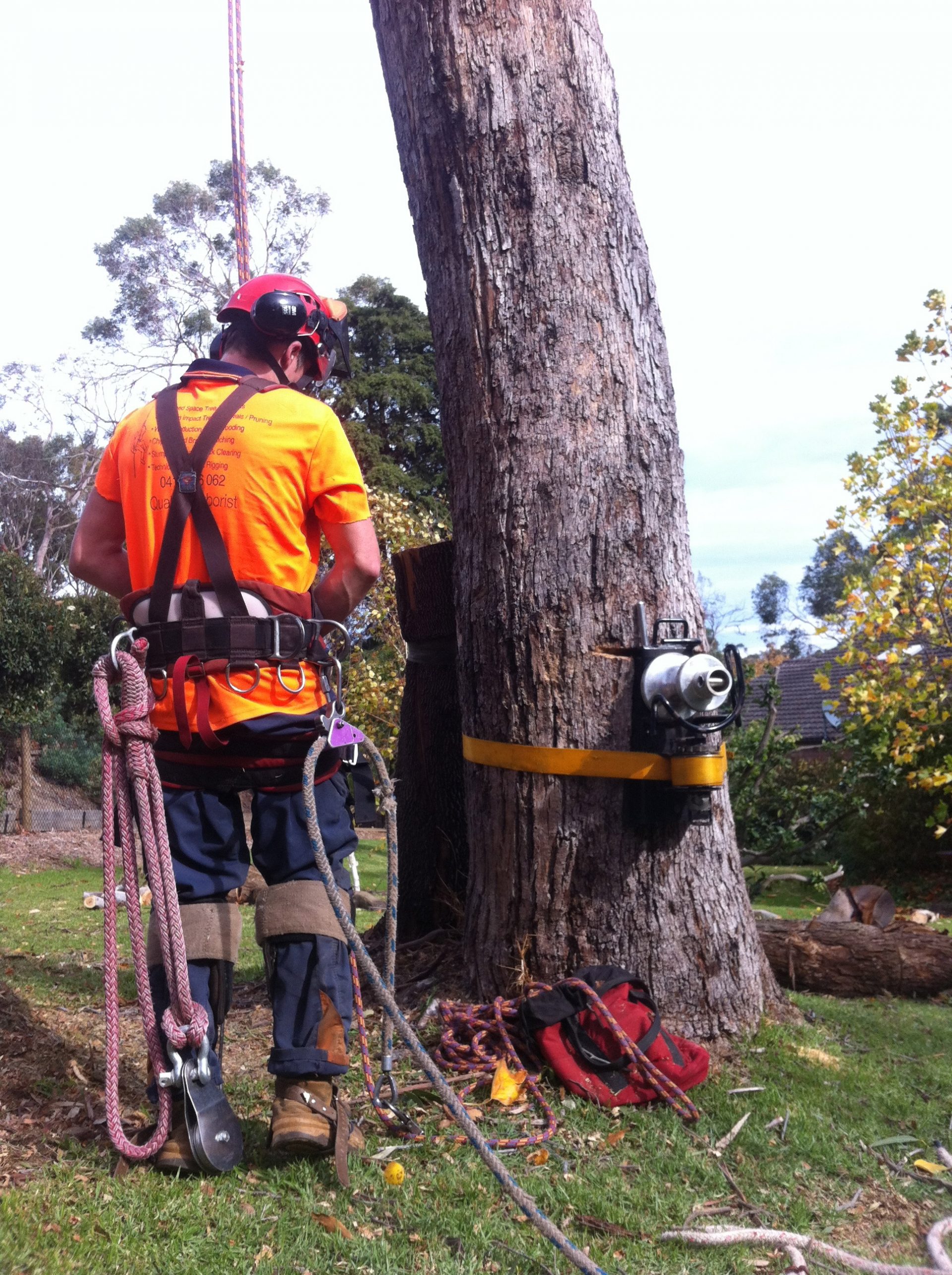 Tree Lopping - Felling - Removal Service in Mt eliza