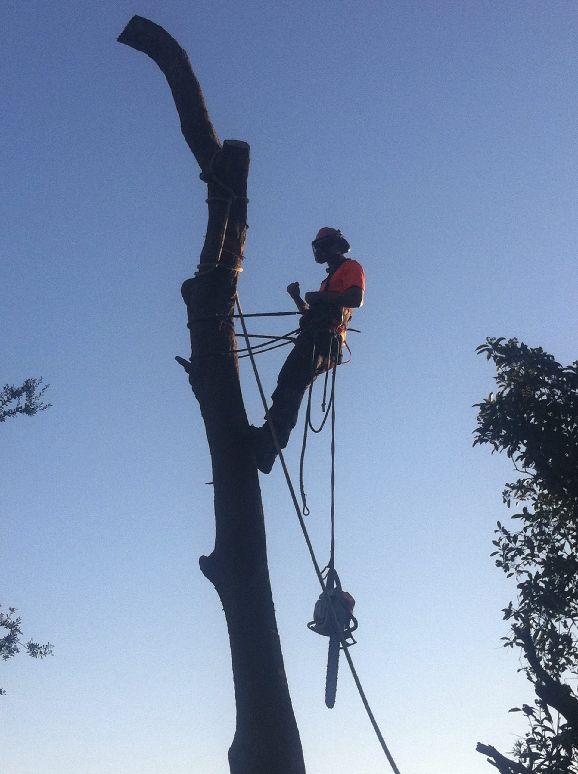Carrum Tree Services, Carrum Tree Removals, Pruning and Lopping