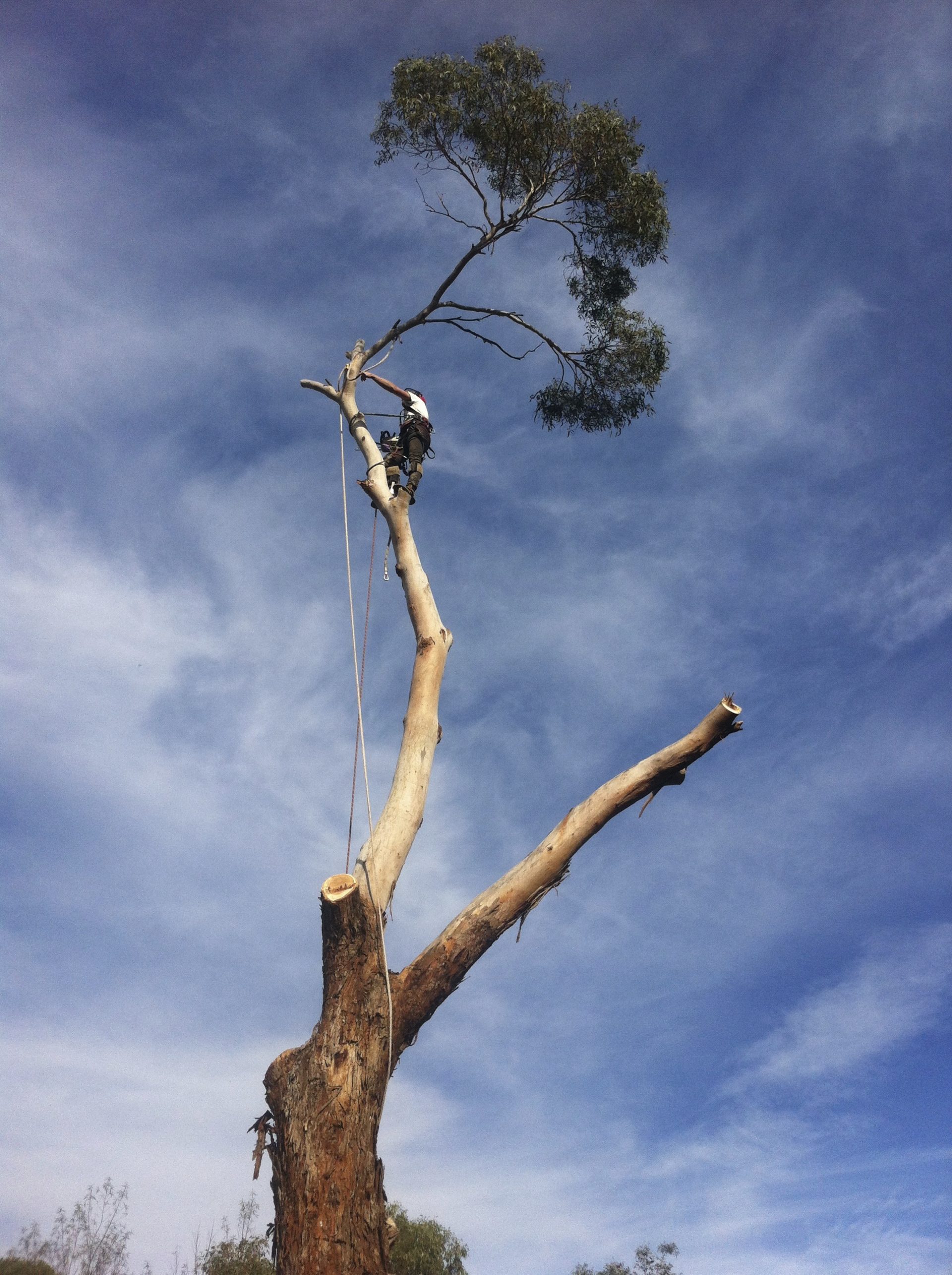 Seaford Tree Services include, pruning, removal, felling and lopping