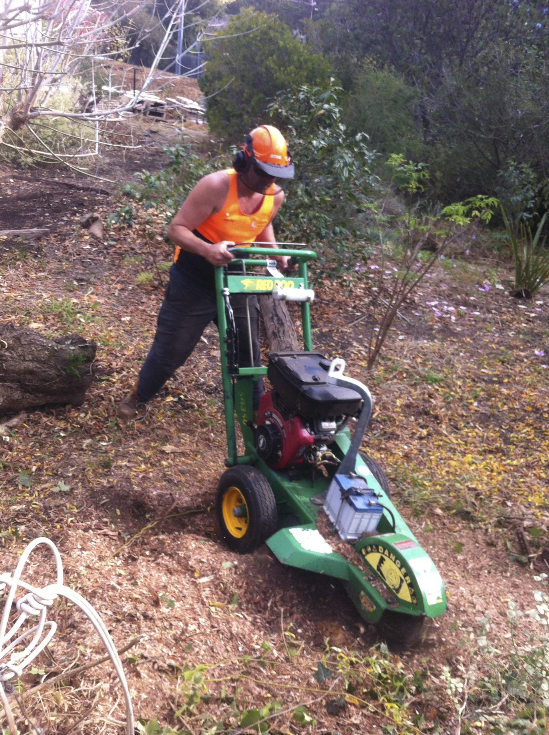 Expert Tree Trimming and Pruning Services in Mt Eliza - Cut It Right Tree Services
