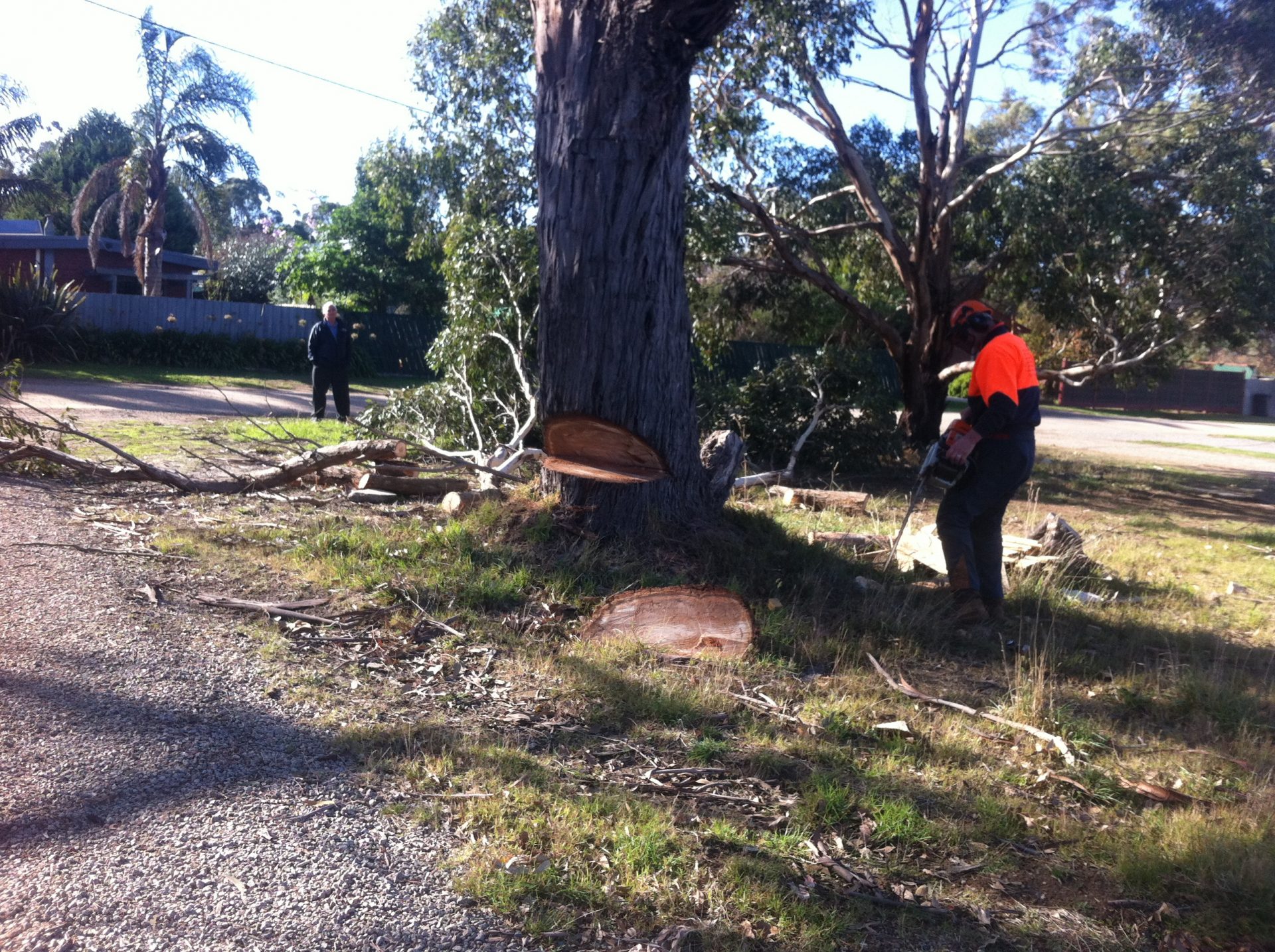 Tree Removal Services Pearcedale - Lopping - Pruning
