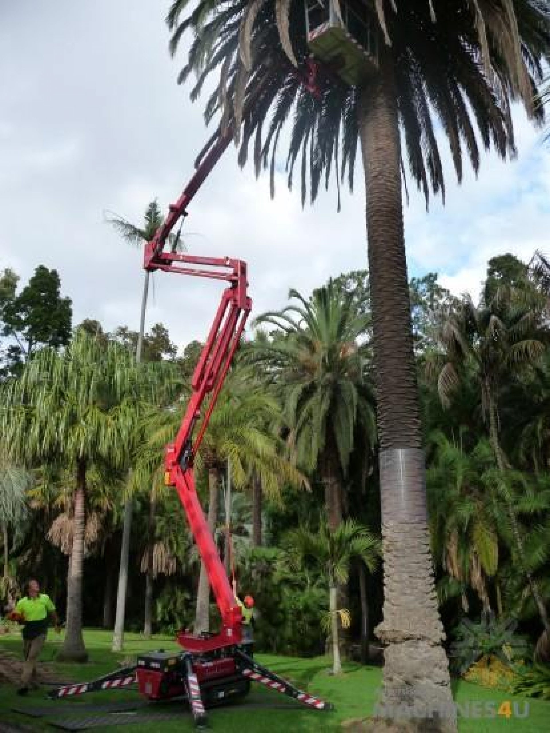 Reach new heights with the 19.65 meter EWP for hire at Cut It Right Tree Service