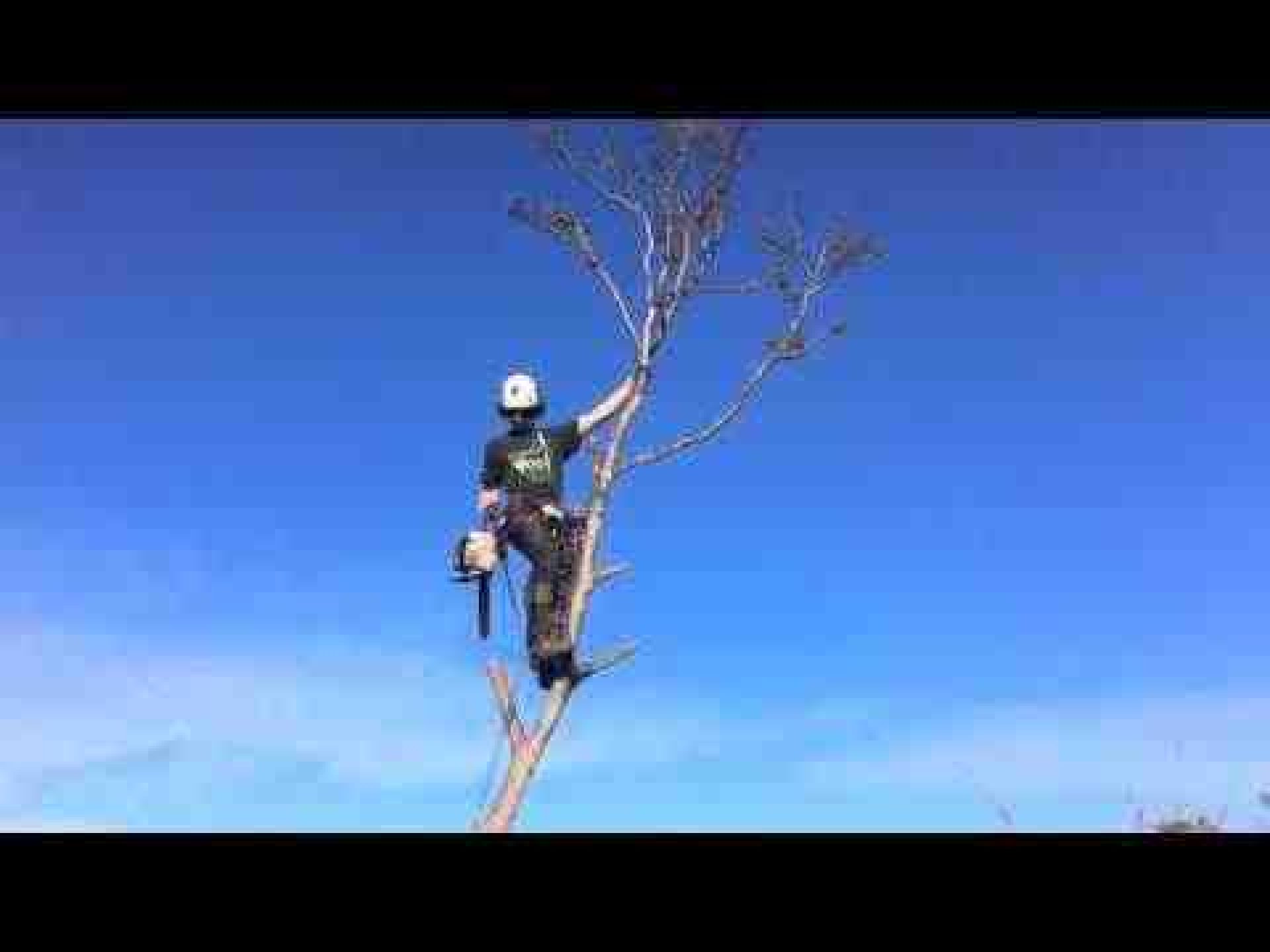 Seaford's Tree Removal Experts - Cut It Right Tree Services