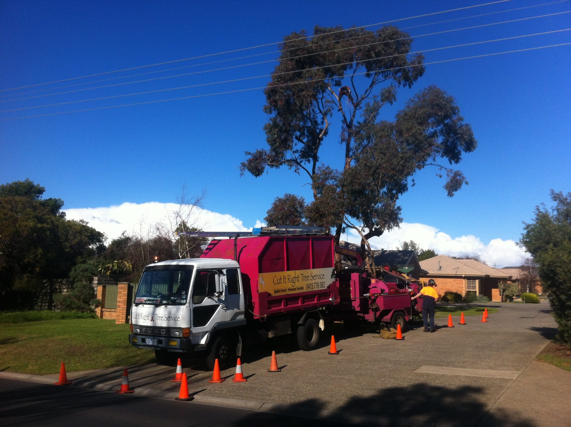 The Importance of Professional Arborist Tree Removal & Pruning Services in Frankston South