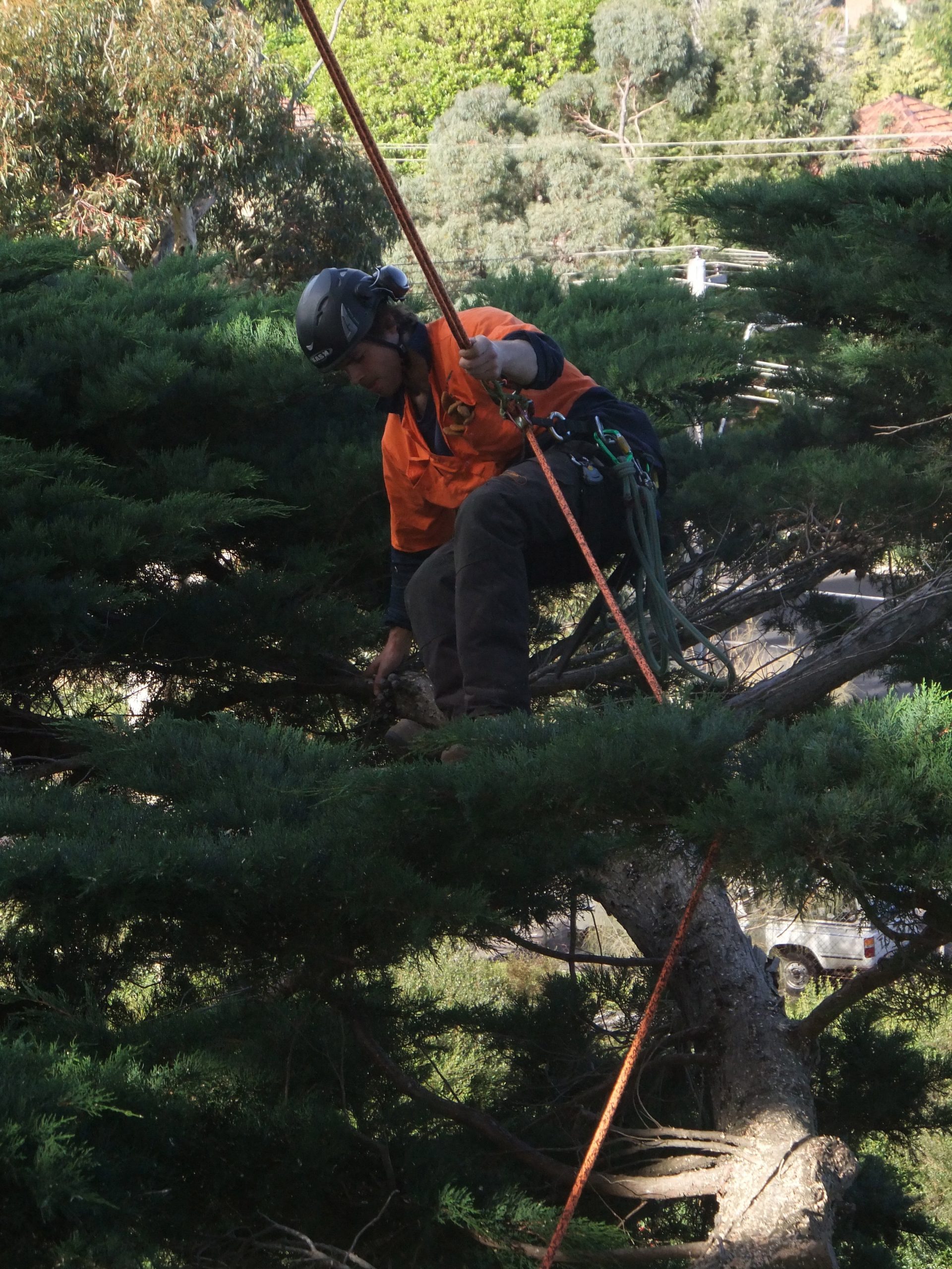 Baxter Tree Lopping - Pruning - Tree Removal Service