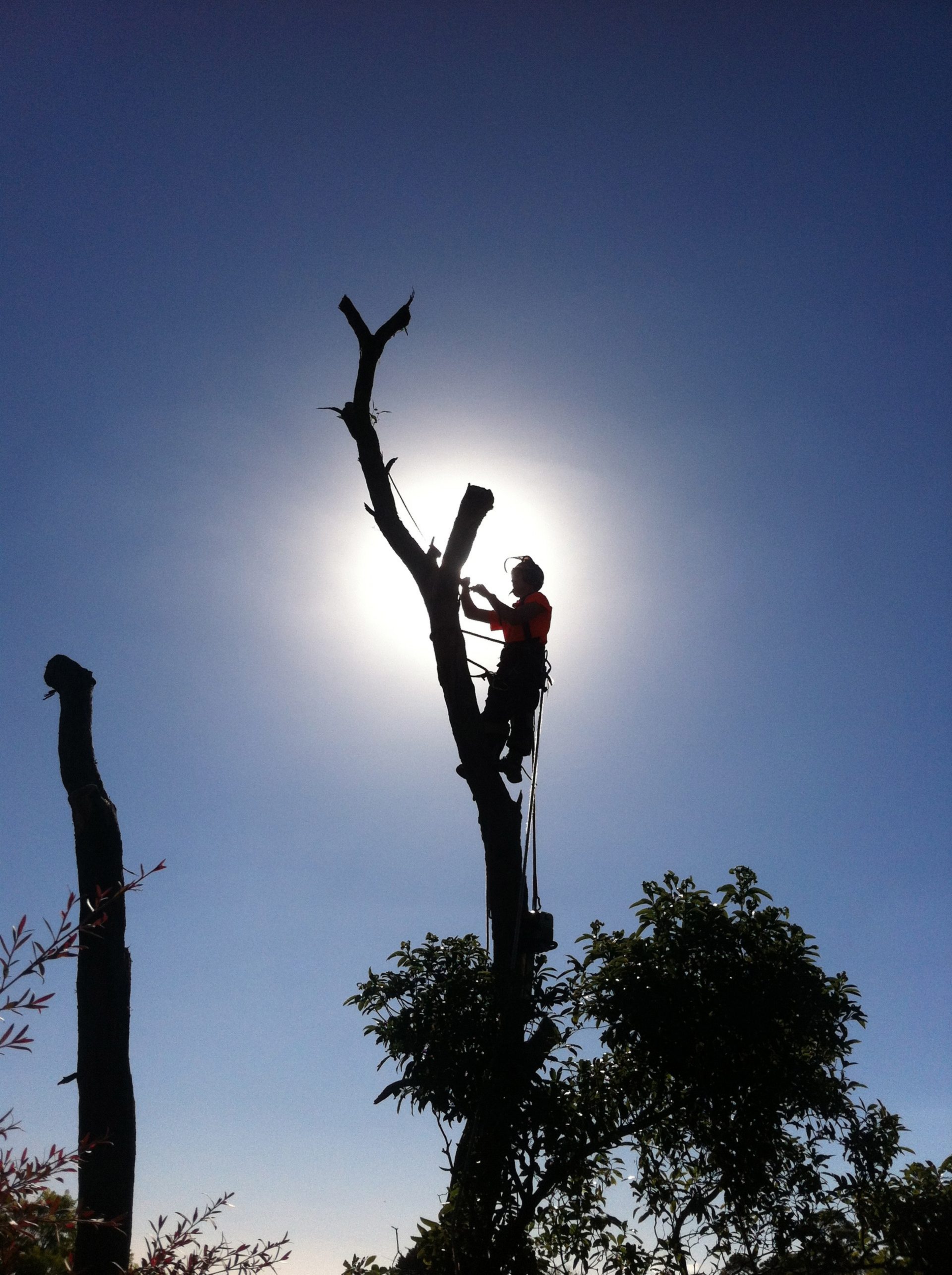 Technical Climbing in Red Hill Tree Removal Services