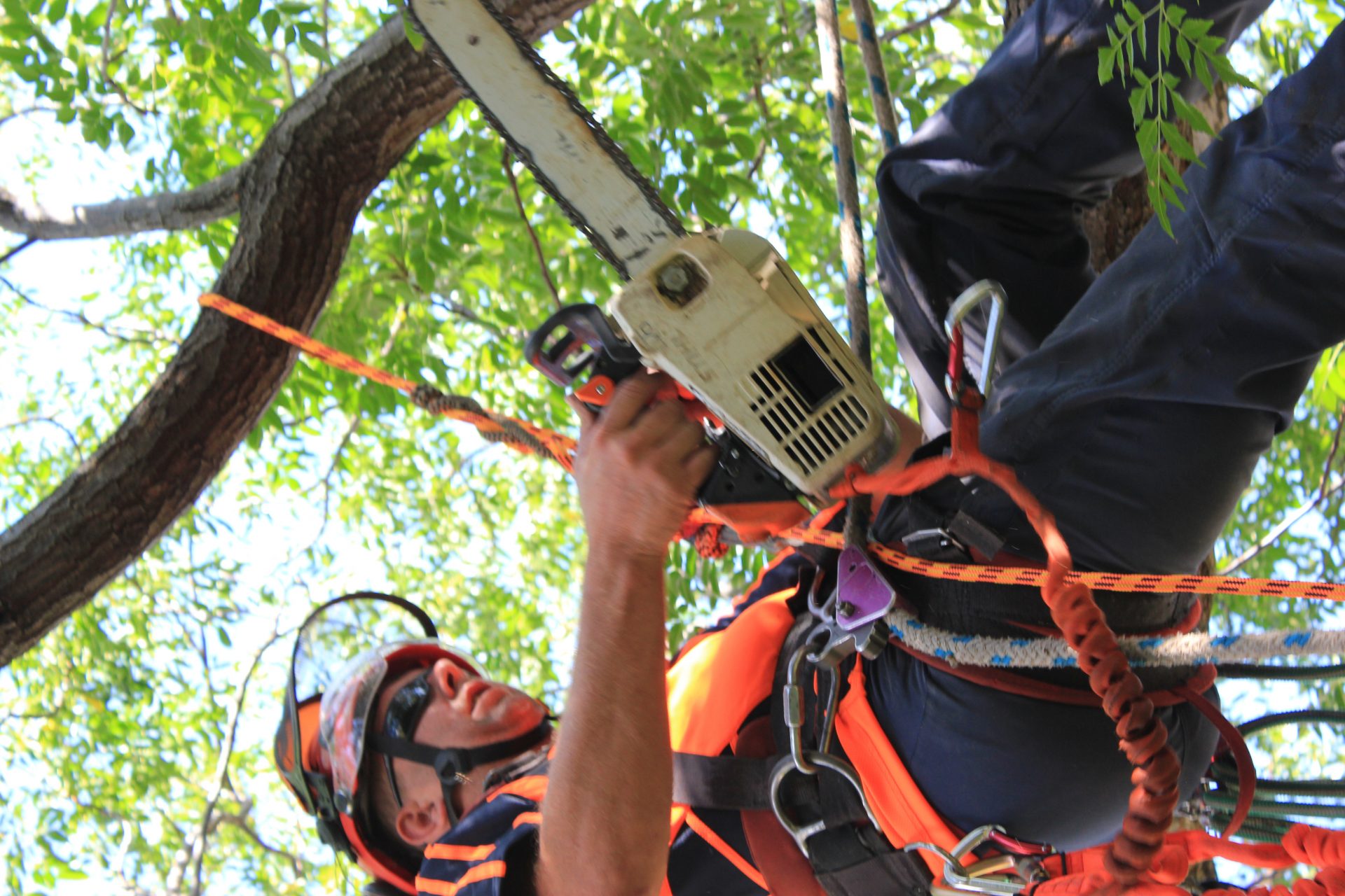 Balnarring Tree Removal - Lopping - Felling - Services