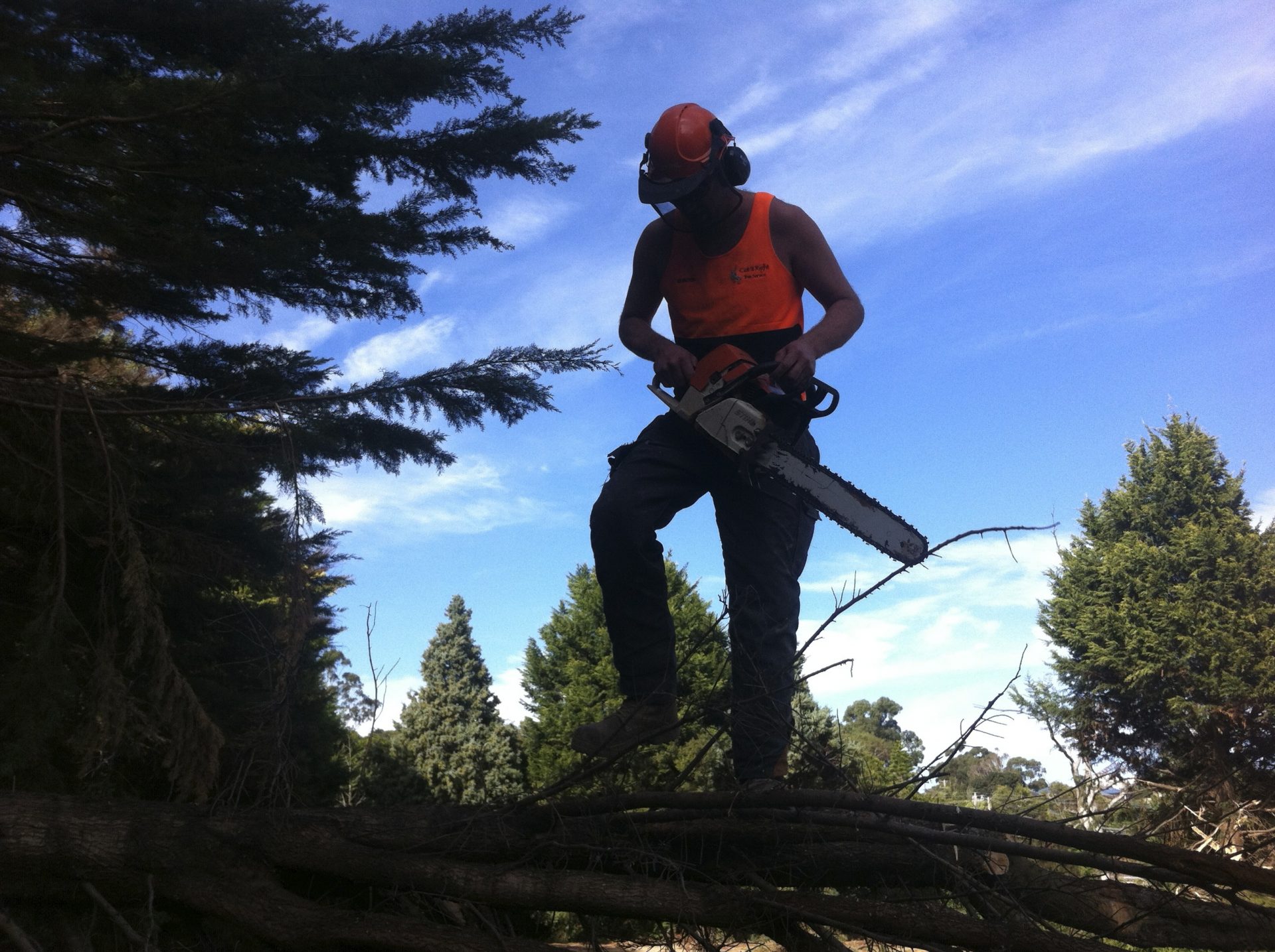 From All Your Tree - Removal - Pruning -  Lopping Frankston