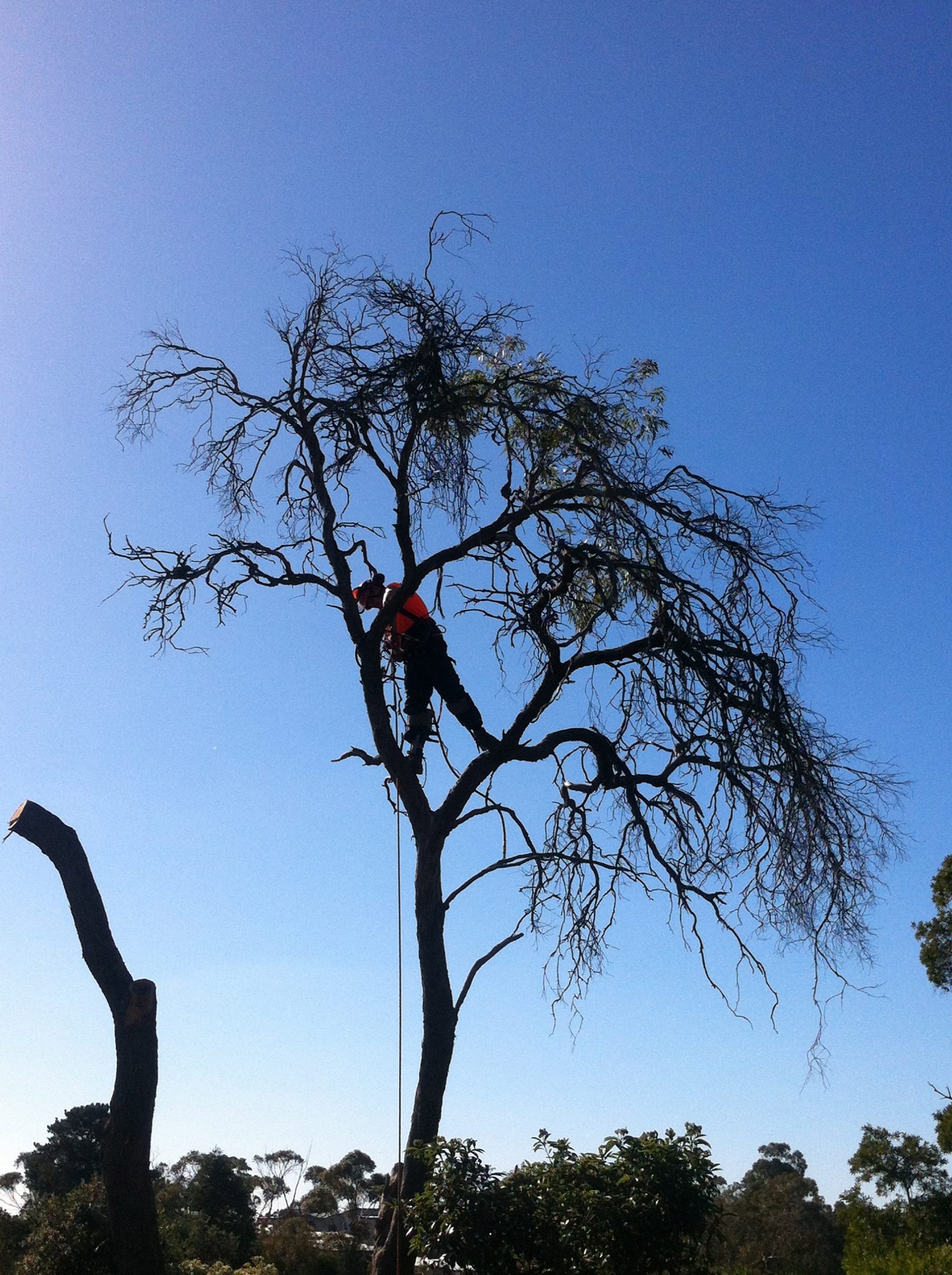 Frankston South Tree Services - Removal of a Dead Tree