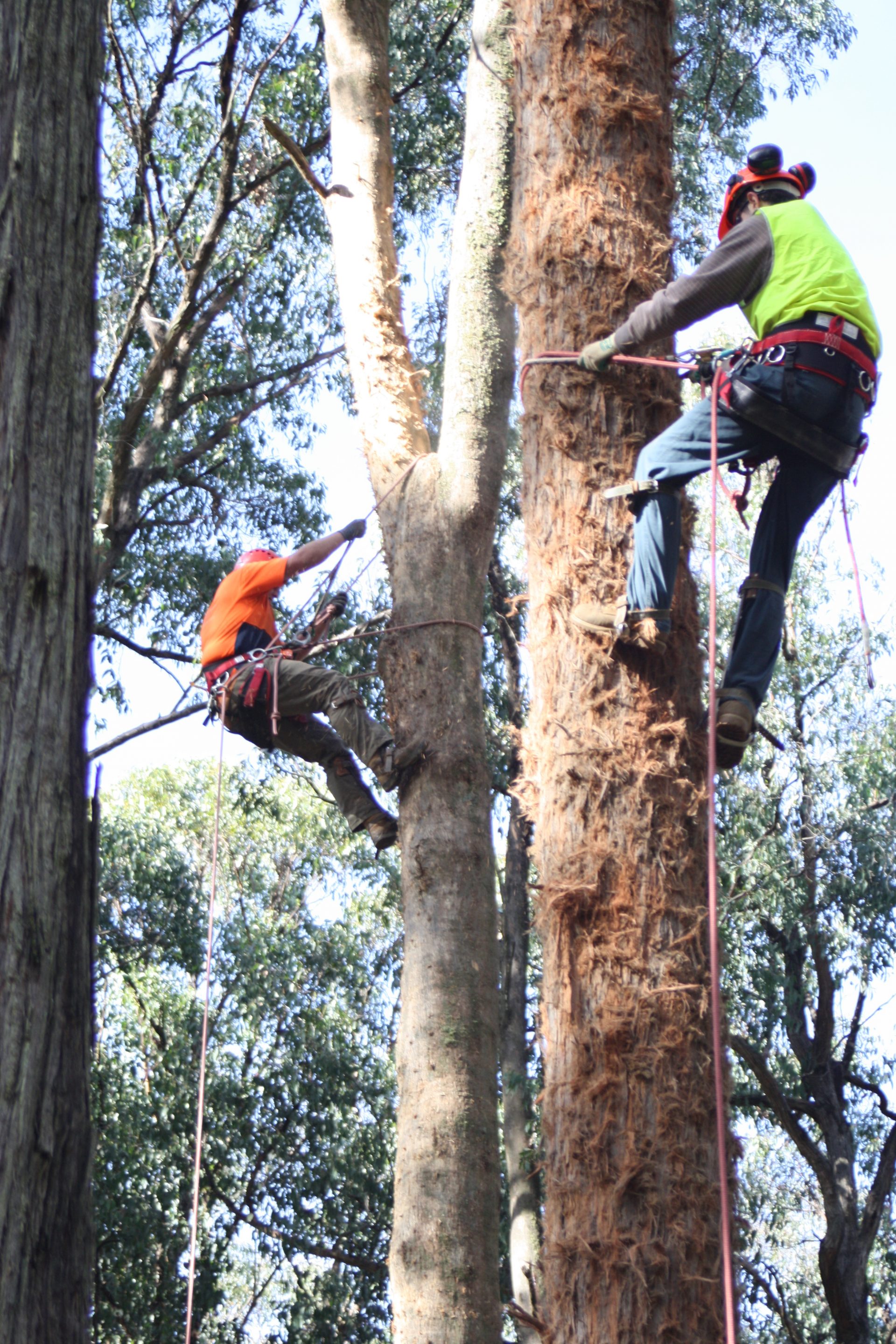 Do You Need Tree Maintenance & Tree Surgery Mt Eliza