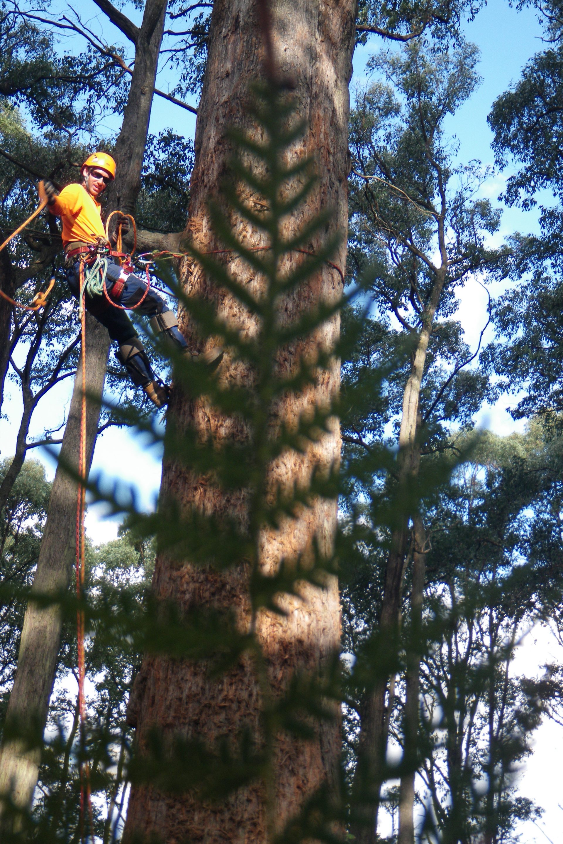 Mount Martha's Premier Tree Removal Service: Cut It Right Tree Removal Services