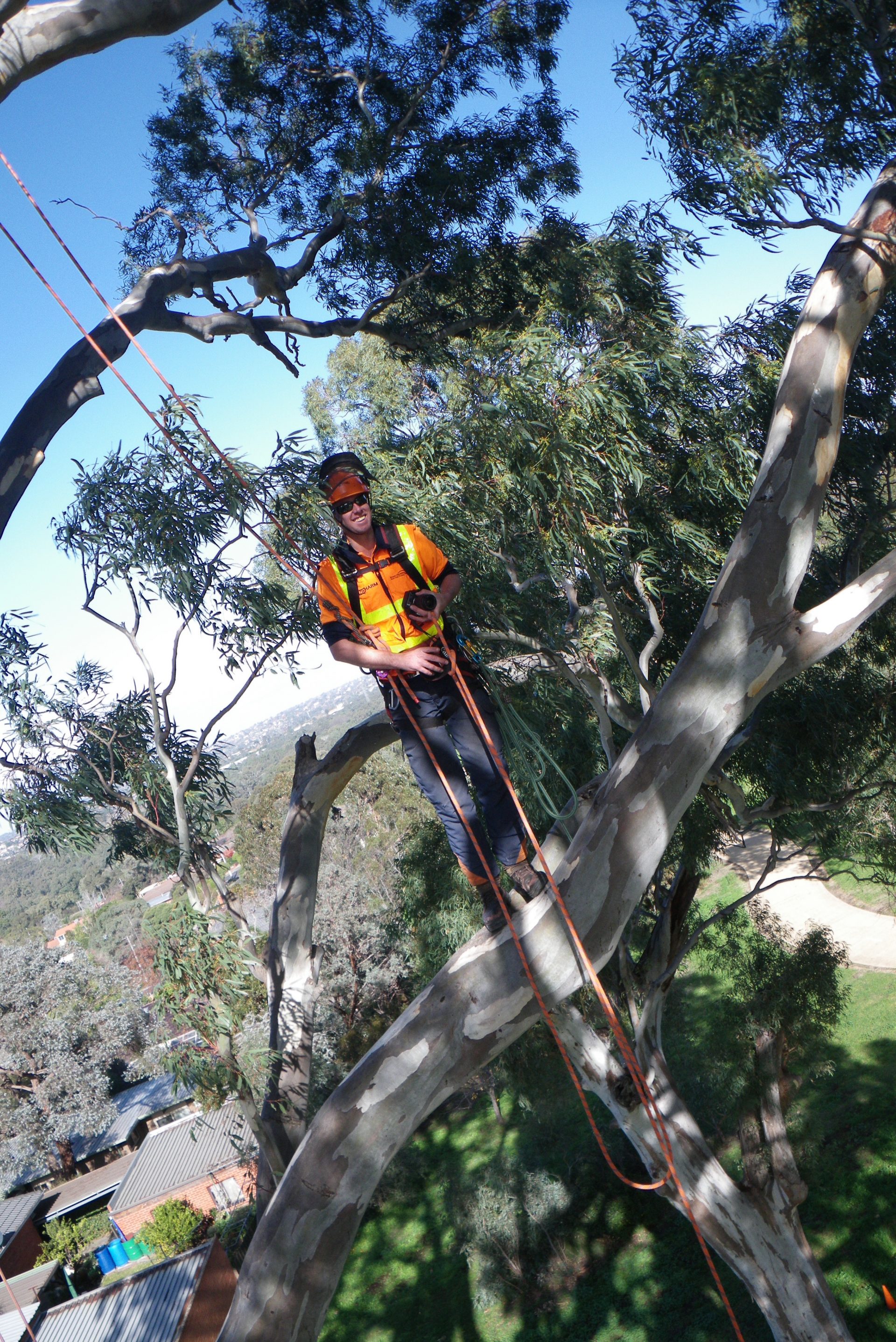 Cut It Right Tree Removal Service in Seaford