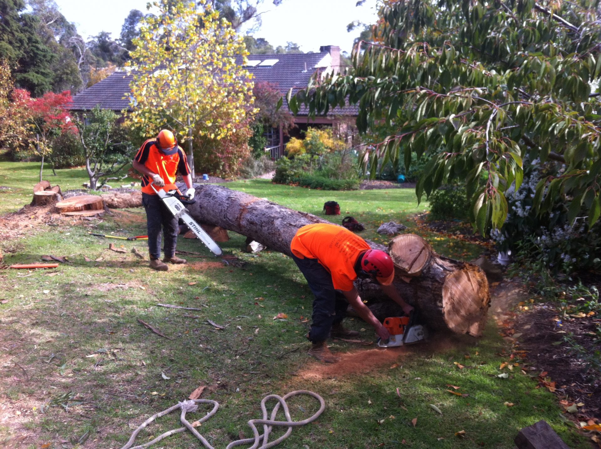 Tree Removal, Pruning &amp; Wood Cutting Service