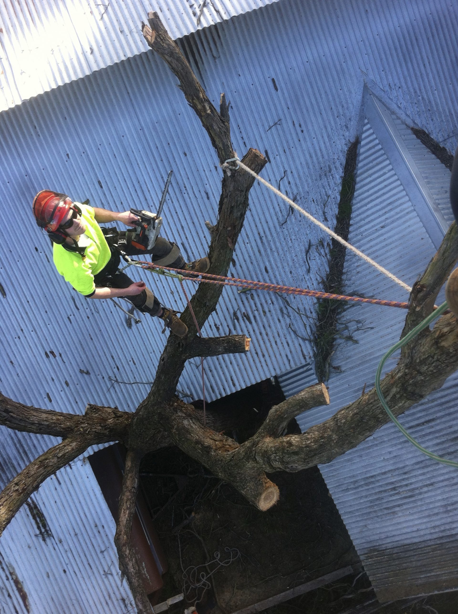 Frankston South's Tree Trimming Experts - Cut It Right Tree Services