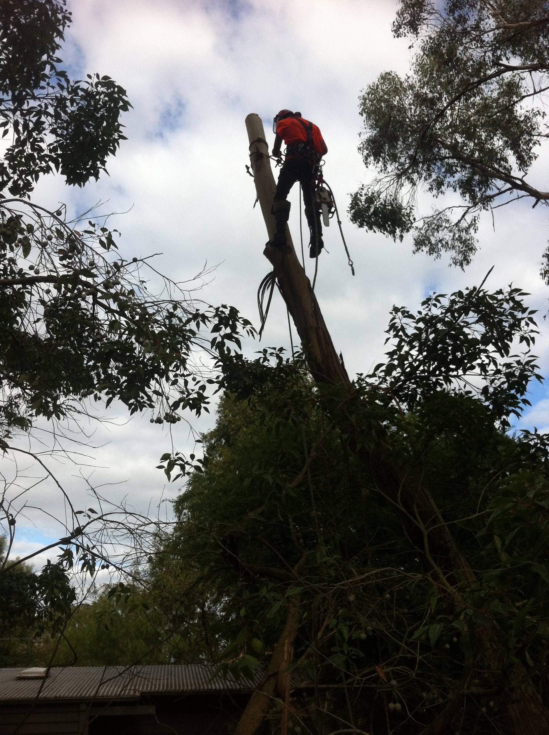 Tree Services - Removal - Pruning - Langwarrin North