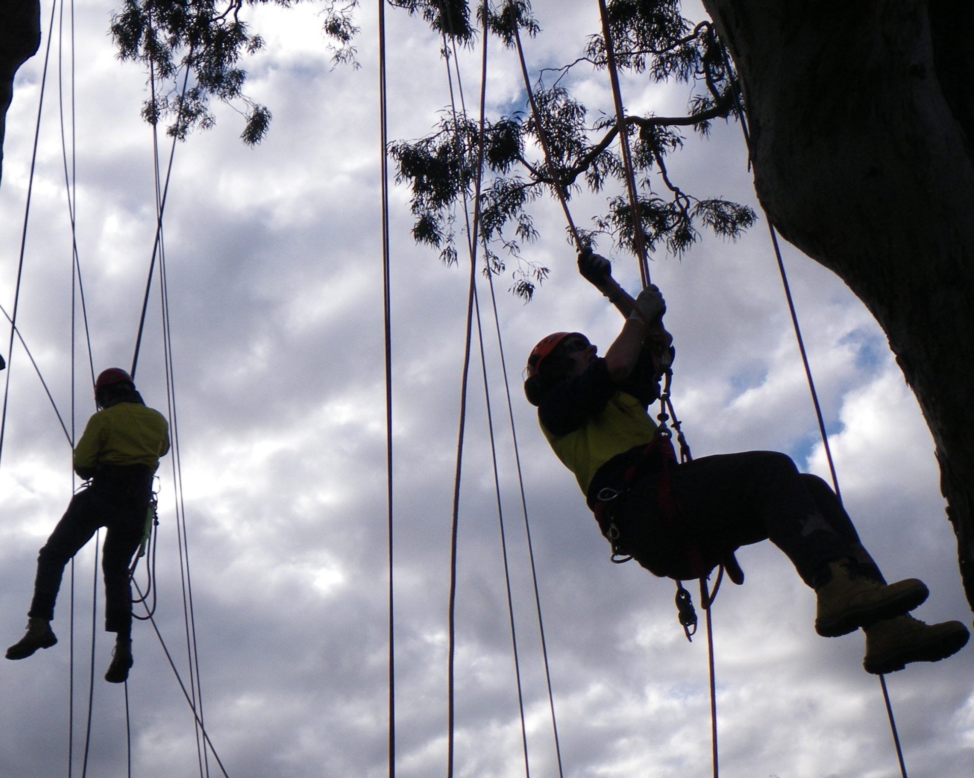 Cutting Above the Rest: A Premium Tree Removal Service in Mount Eliza by Cut It Right Tree Removal Services