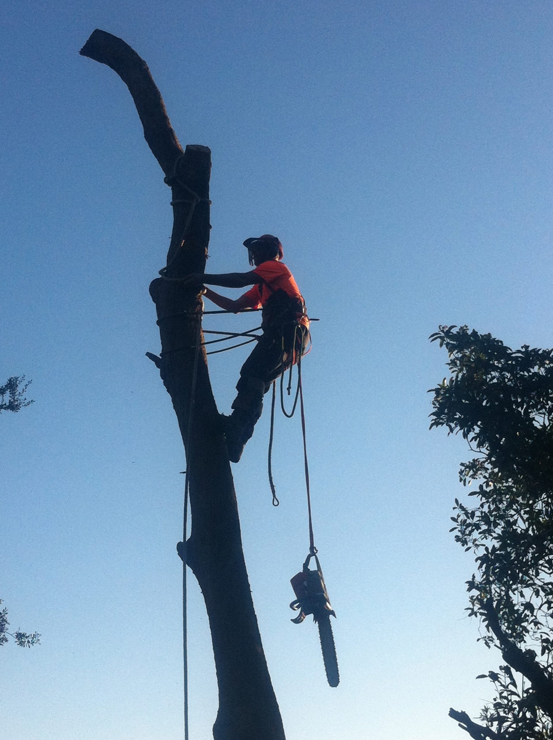 Safety Beach Tree Removal - Cost - Pruning - Lopping - Care