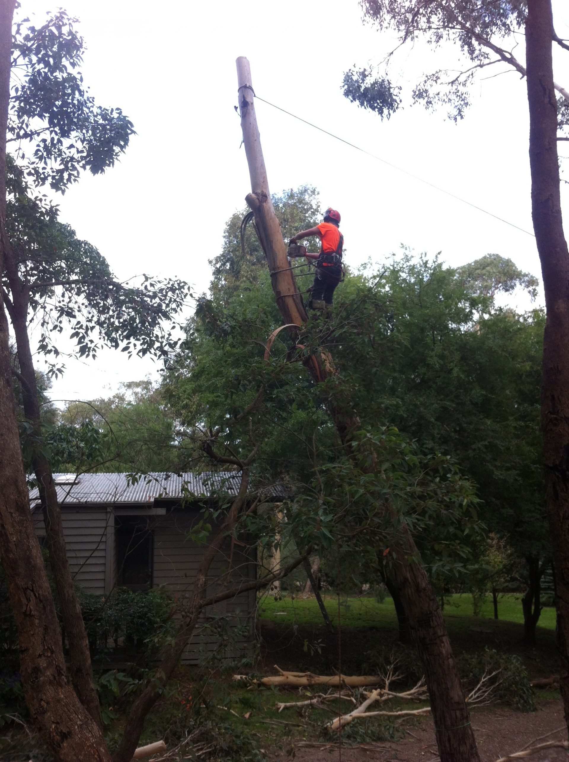 Cutting And Pruning Tree In And Around Cranbourne