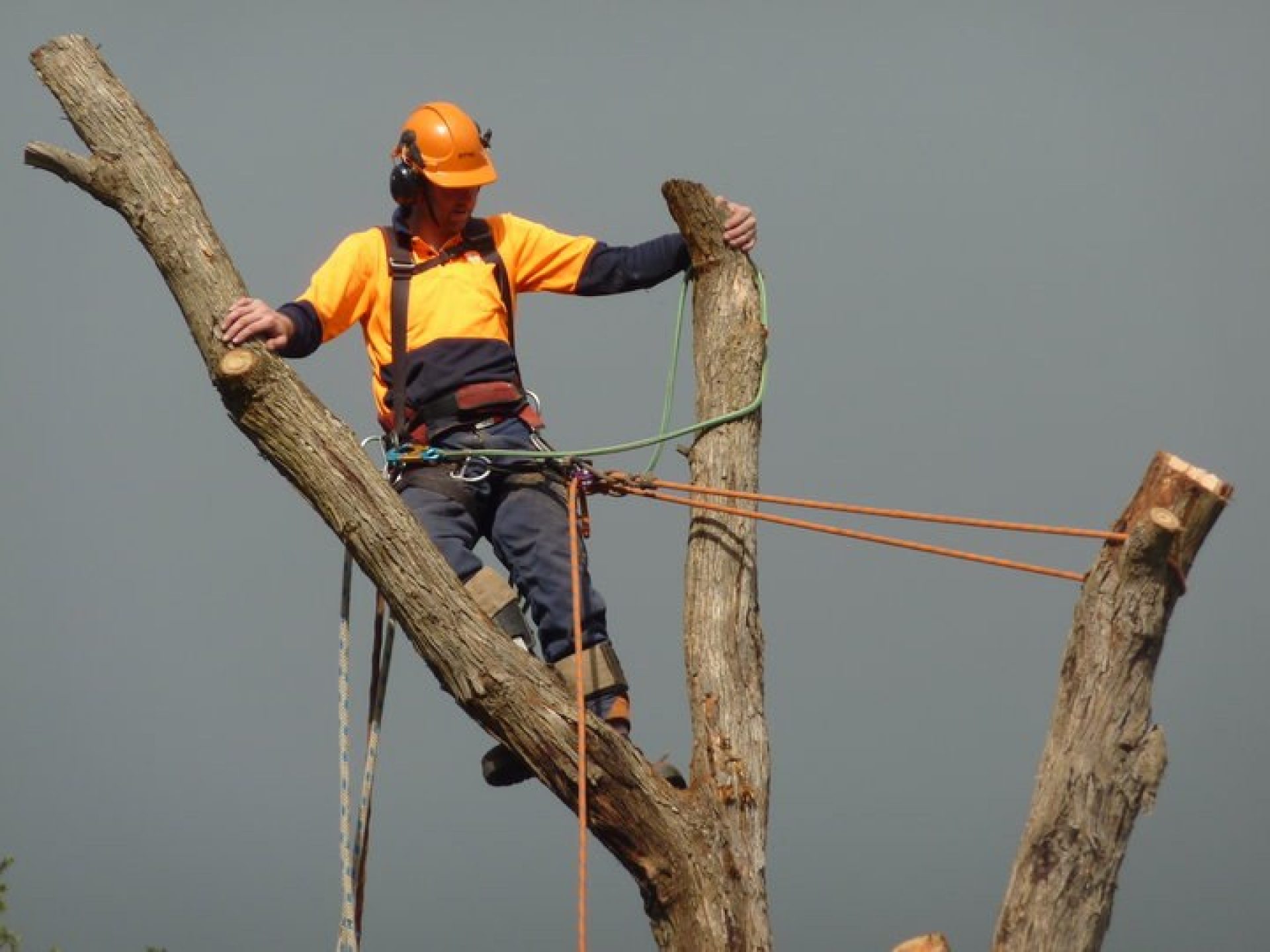 Tree Removal Service Mornington Peninsula