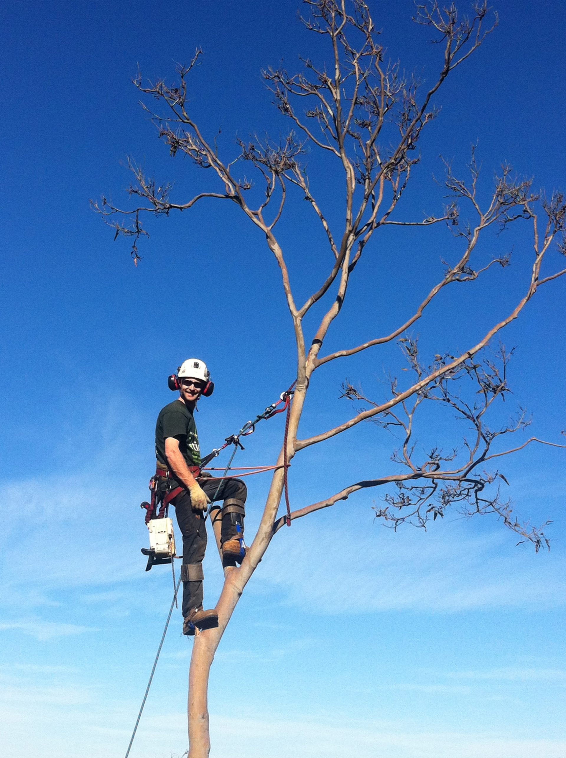 Expert Tree Felling Services in Mornington - Cut It Right Tree Services